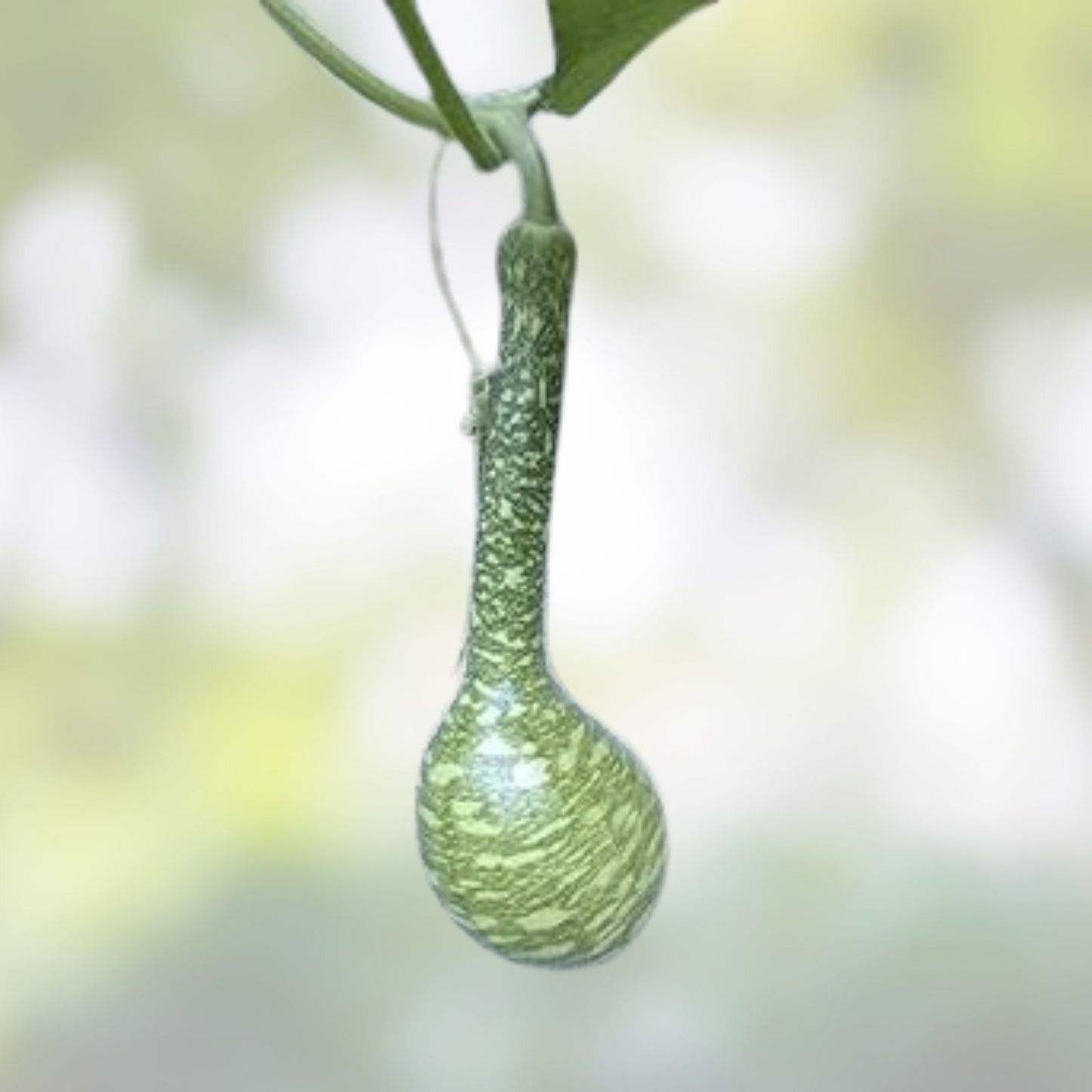 Dipper Gourd Seeds 20 Long Handle Planting Lagenaria siceraria Vegetable Seeds for Garden Cultivation