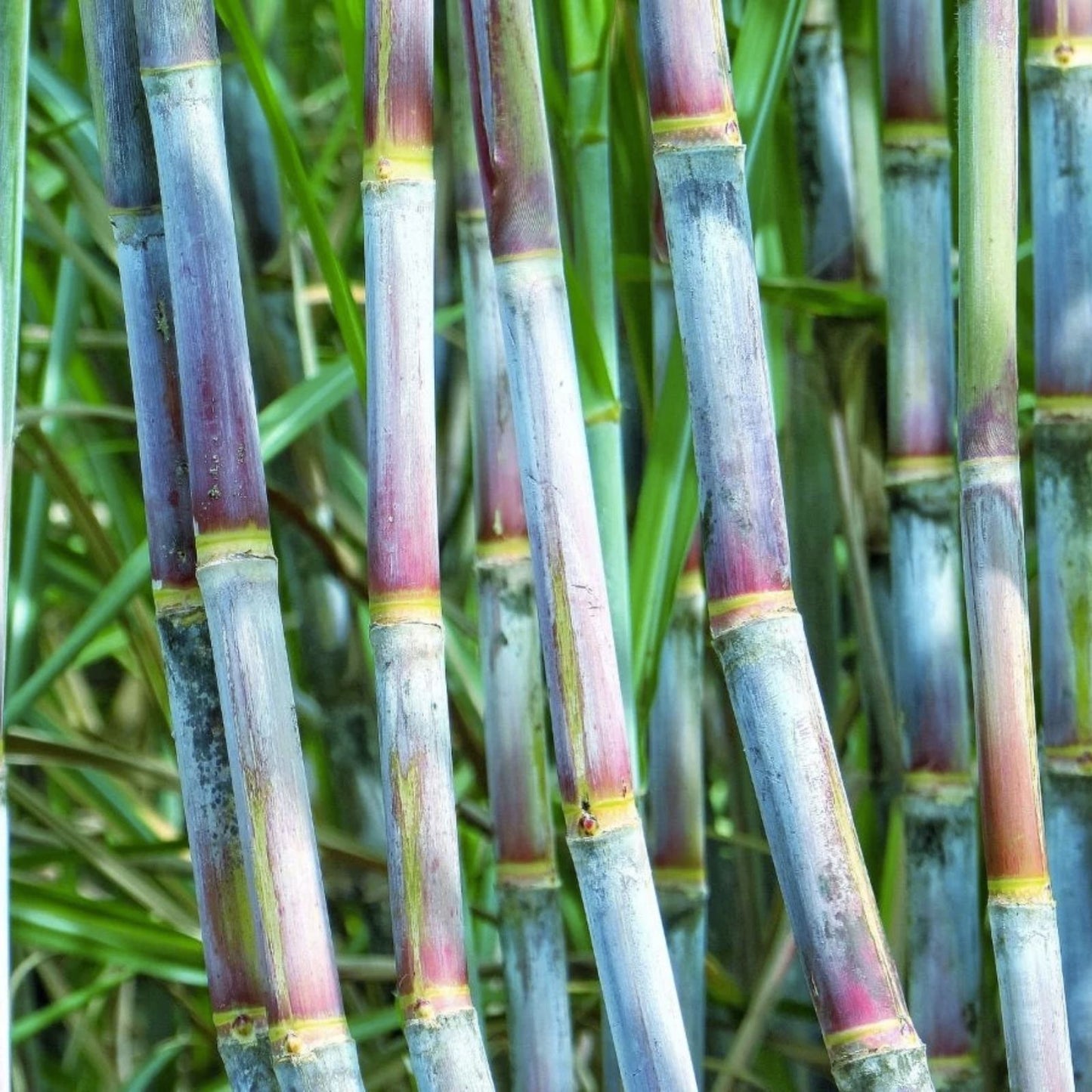 Green Sugarcane Live Plant Cuttings – 2 PCS Fresh Sweet Juicy Saccharum officinarum for Planting