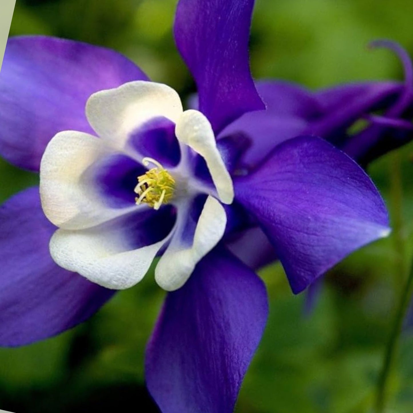 Blue Colorado Columbine Flower Seeds – 100 Non-GMO Aquilegia caerulea Seeds for Wildflower Gardens and Pollinator Attracting