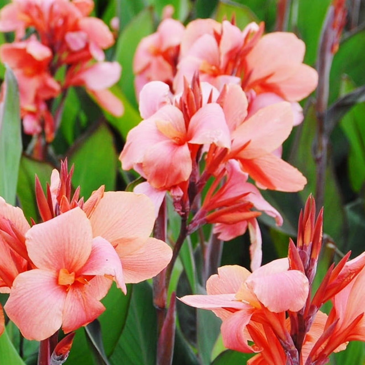 Canna Lily Bulbs Value Pack - Pink & Yellow Flowers - Canna indica - Garden Bulbs for Planting