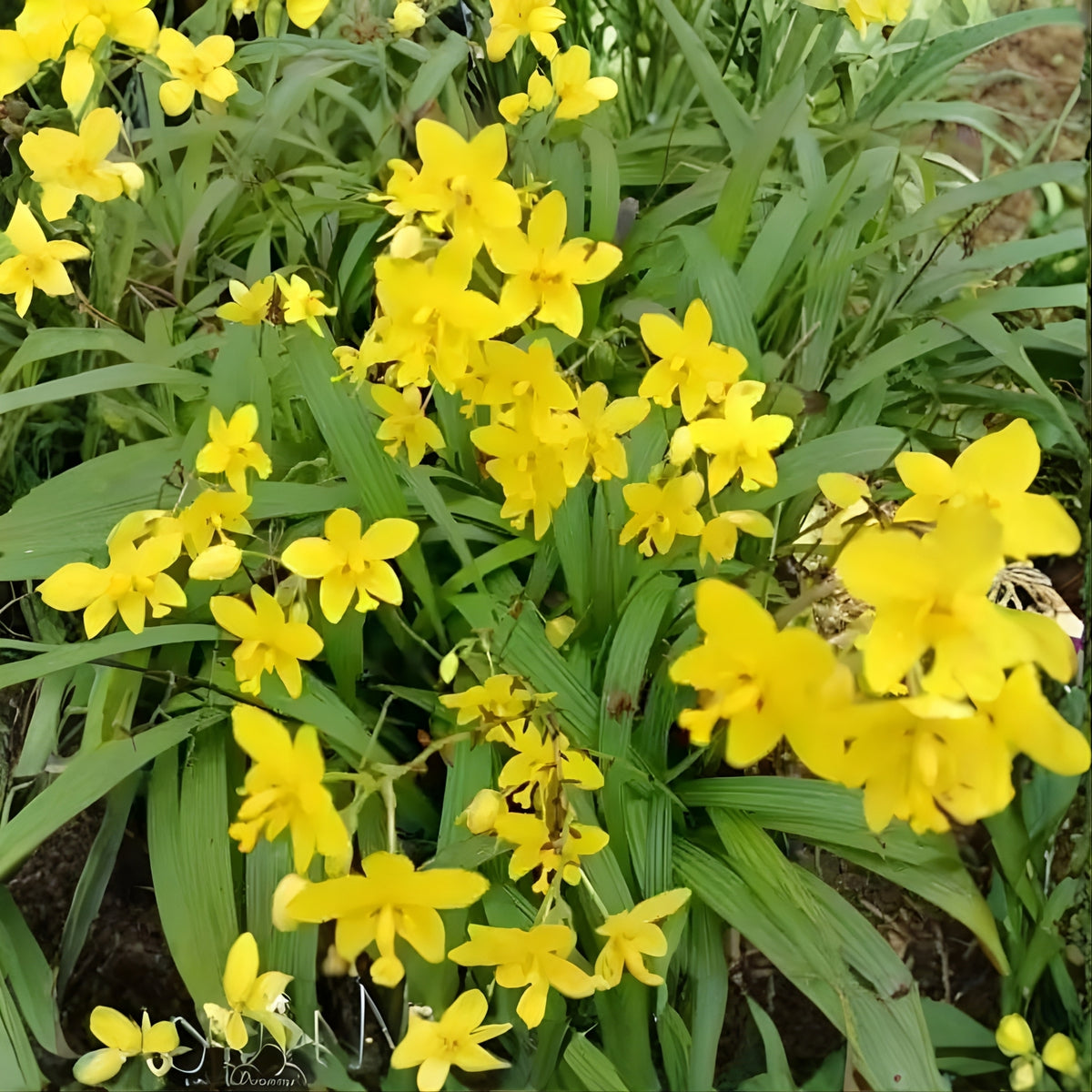 Spathoglottis Plicata 'Yellow' Ground Orchid - 6in Pot Easy Care Tropical Plant with Vibrant Yellow Flowers
