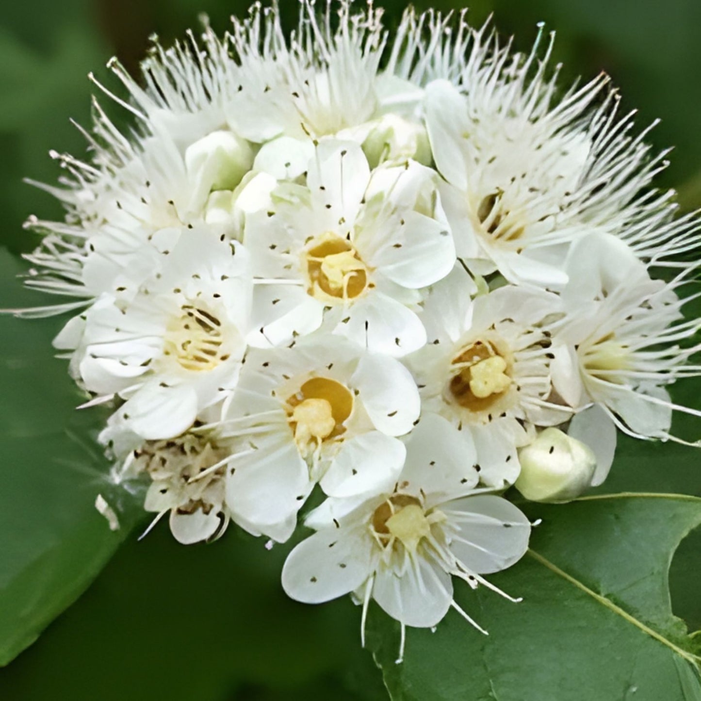 Ninebark Live Plant Set of 2 – 12-18 Inches – Physocarpus opulifolius Bare Root Shrubs for Landscaping and Garden