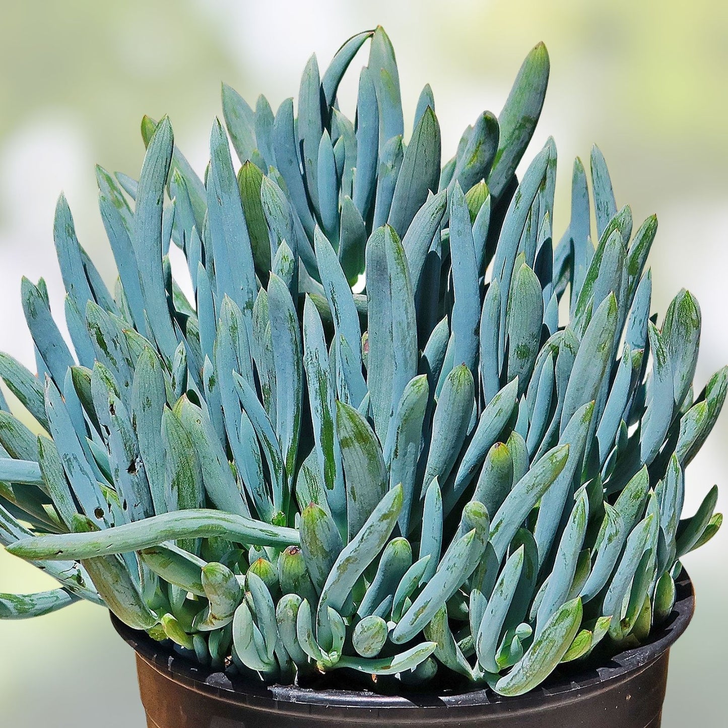Blue Chalk Sticks Succulent Cutting - Rare Healthy Live Plant - Easy Care - Senecio serpens