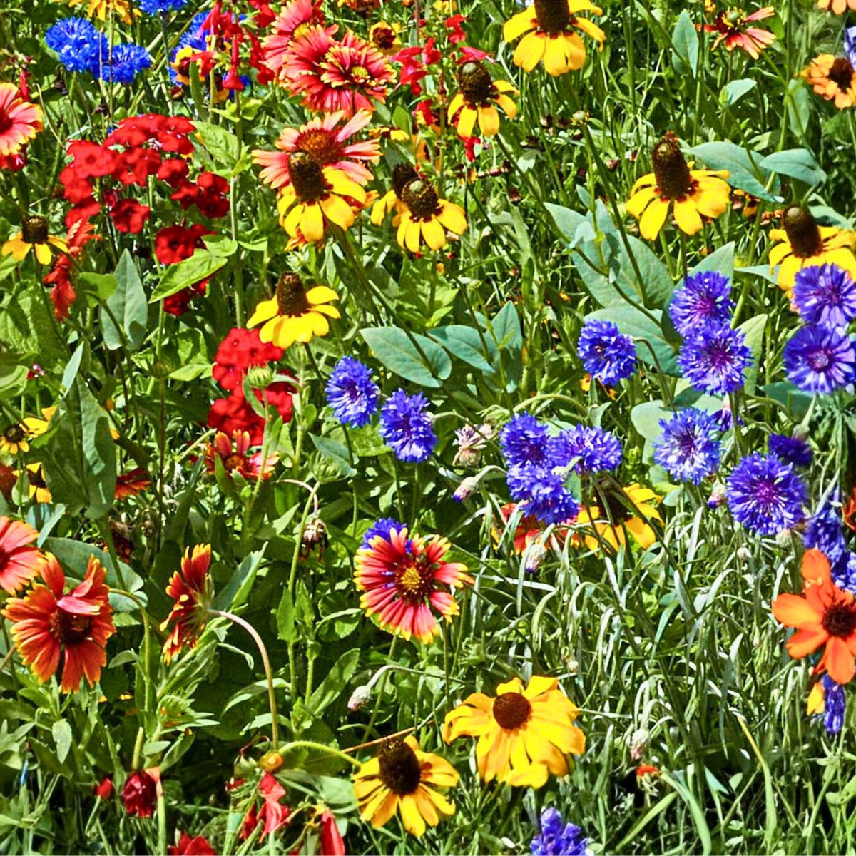 Wildflower Seed Mix 2 oz | Colorful Border & Garden Blend | Native Wildflowers for Pollinators