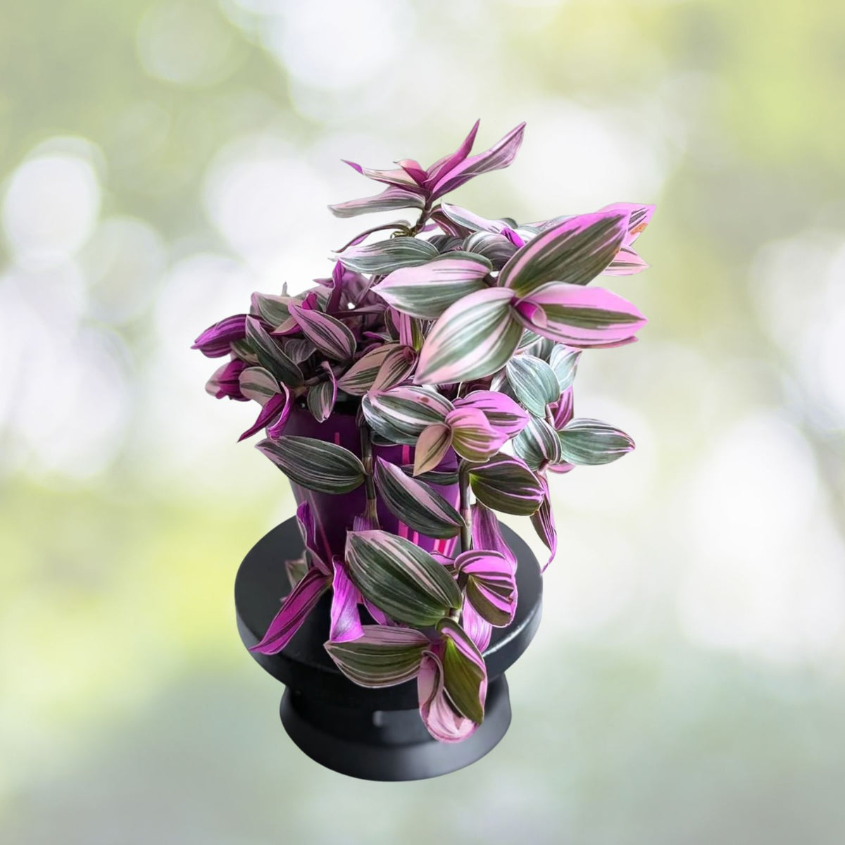 Tradescantia Nanouk Plant - Pink Wandering Jew - Variegated Houseplant - Succulent Foliage - Tradescantia zebrina