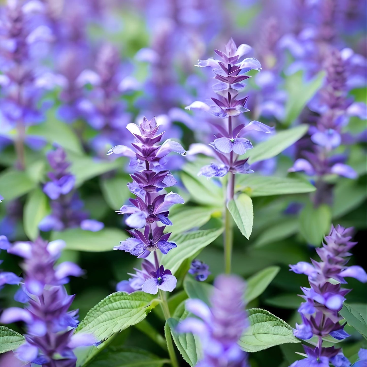 Hyssop Seeds 100 Count - Rose Hyssopus Officinalis Perennial Herb for Aromatic, Culinary & Medicinal Use