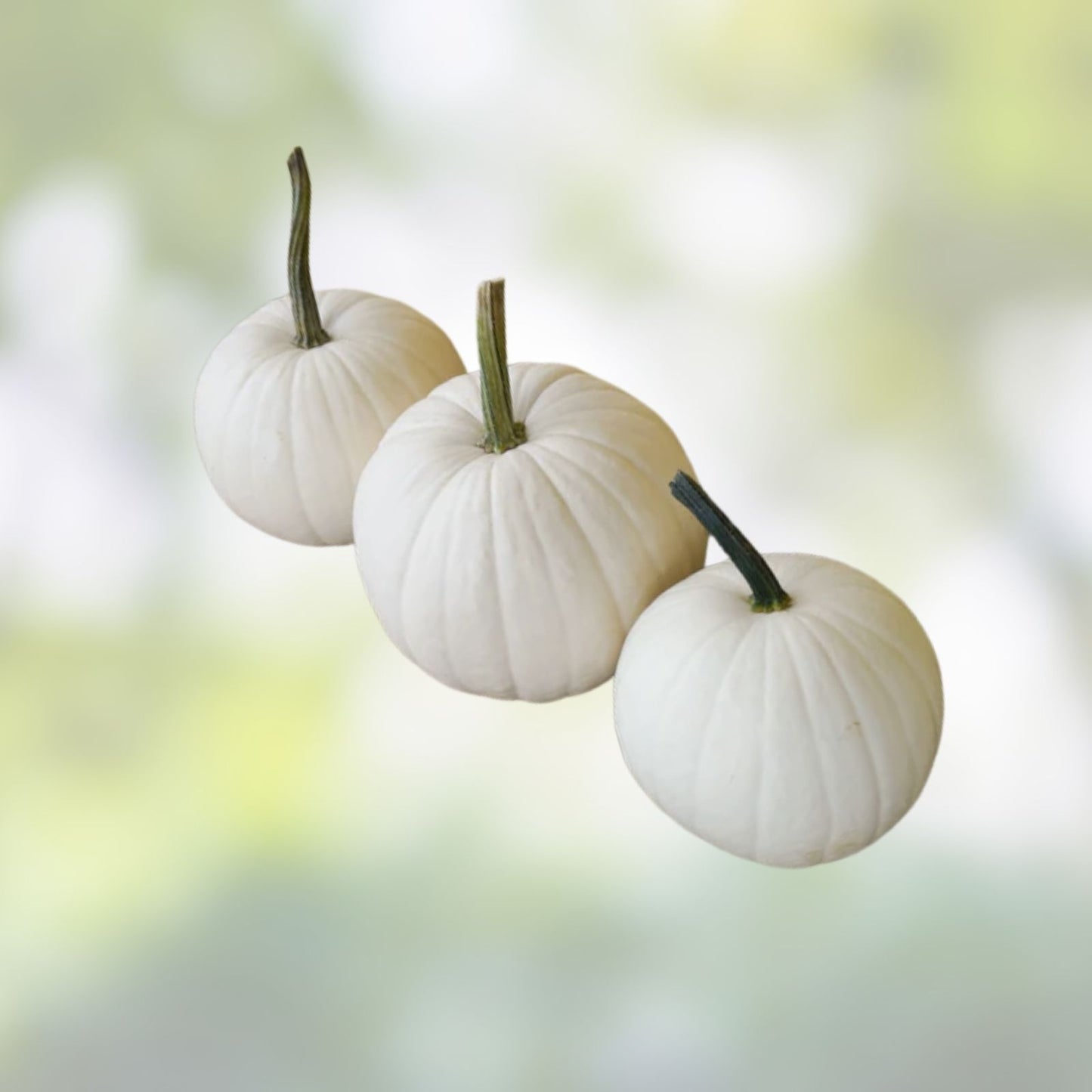 Blanco White Pumpkin Seeds 10 Pack for Planting – White Jack-O-Lanterns – Cucurbita pepo