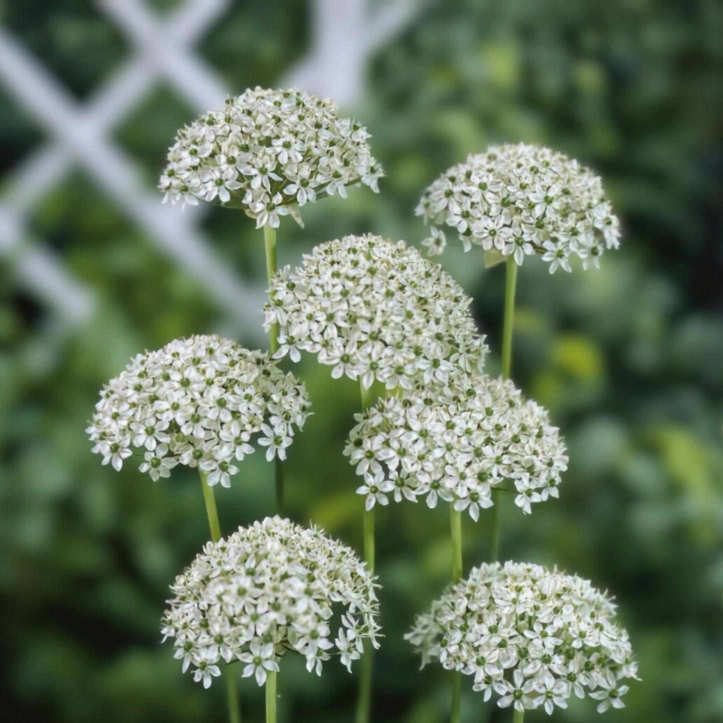 Allium Bulbs 5-Pack White Green Flowers Fragrant Deer Resistant Mid-Spring Blooms Allium nigrum