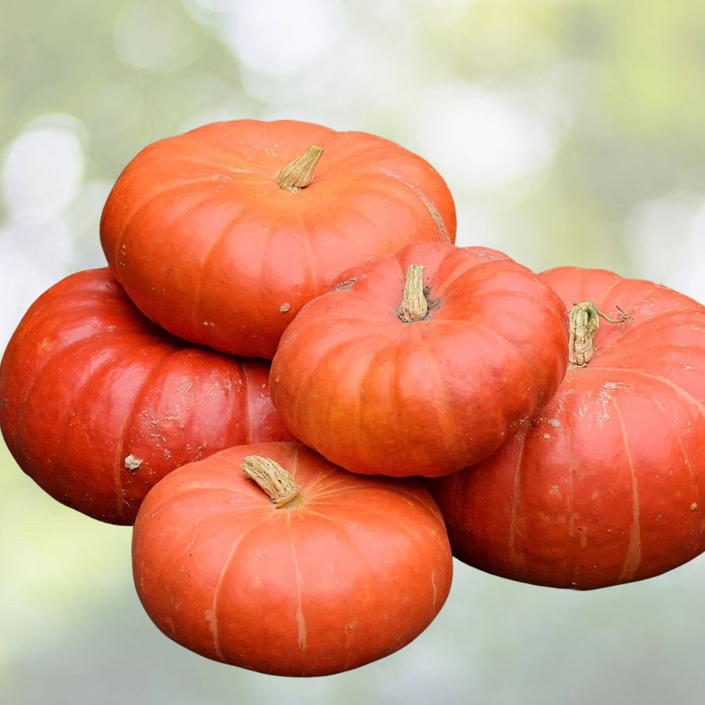 Cinderella Pumpkin Seeds 30+ Heirloom Seeds for Home Gardening, Decorative & Edible Cucurbita pepo