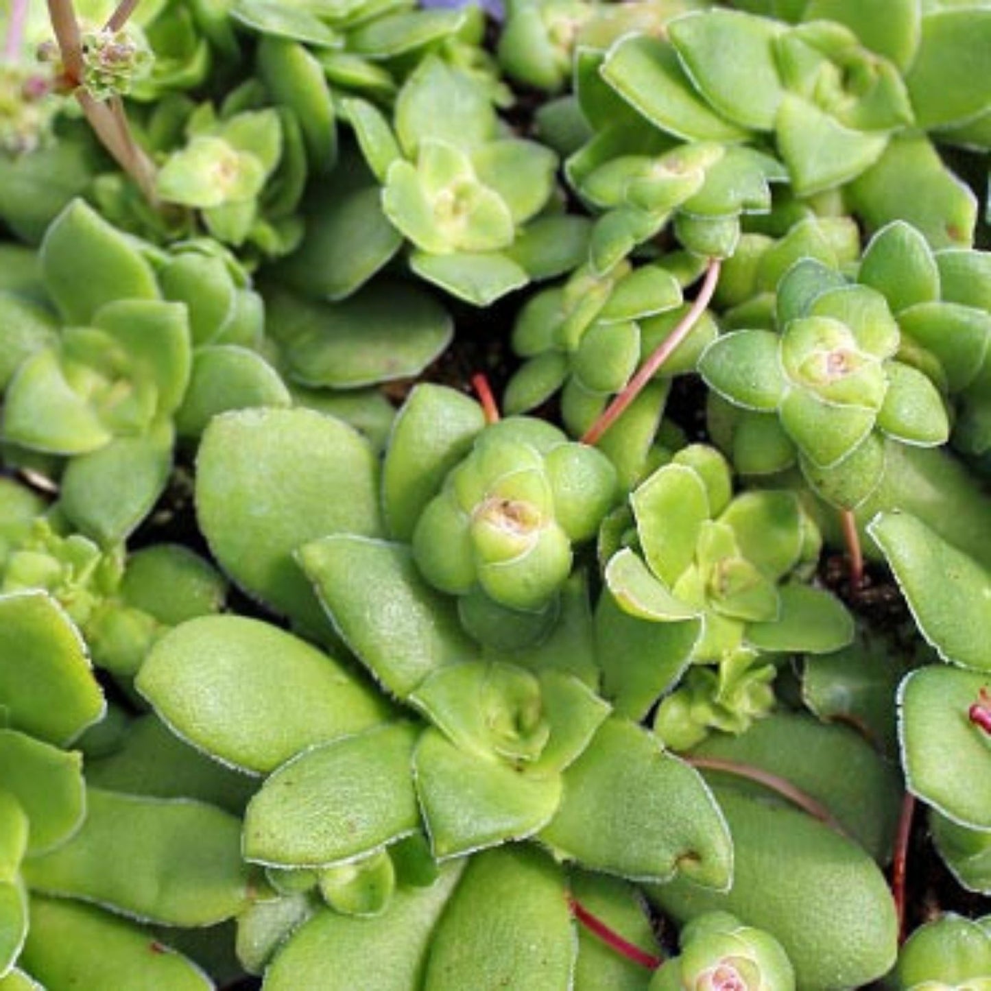 Crassula Orbicularis Succulent Plant 2 Inch - Round Leaf Jade Plant for Home Garden Decor