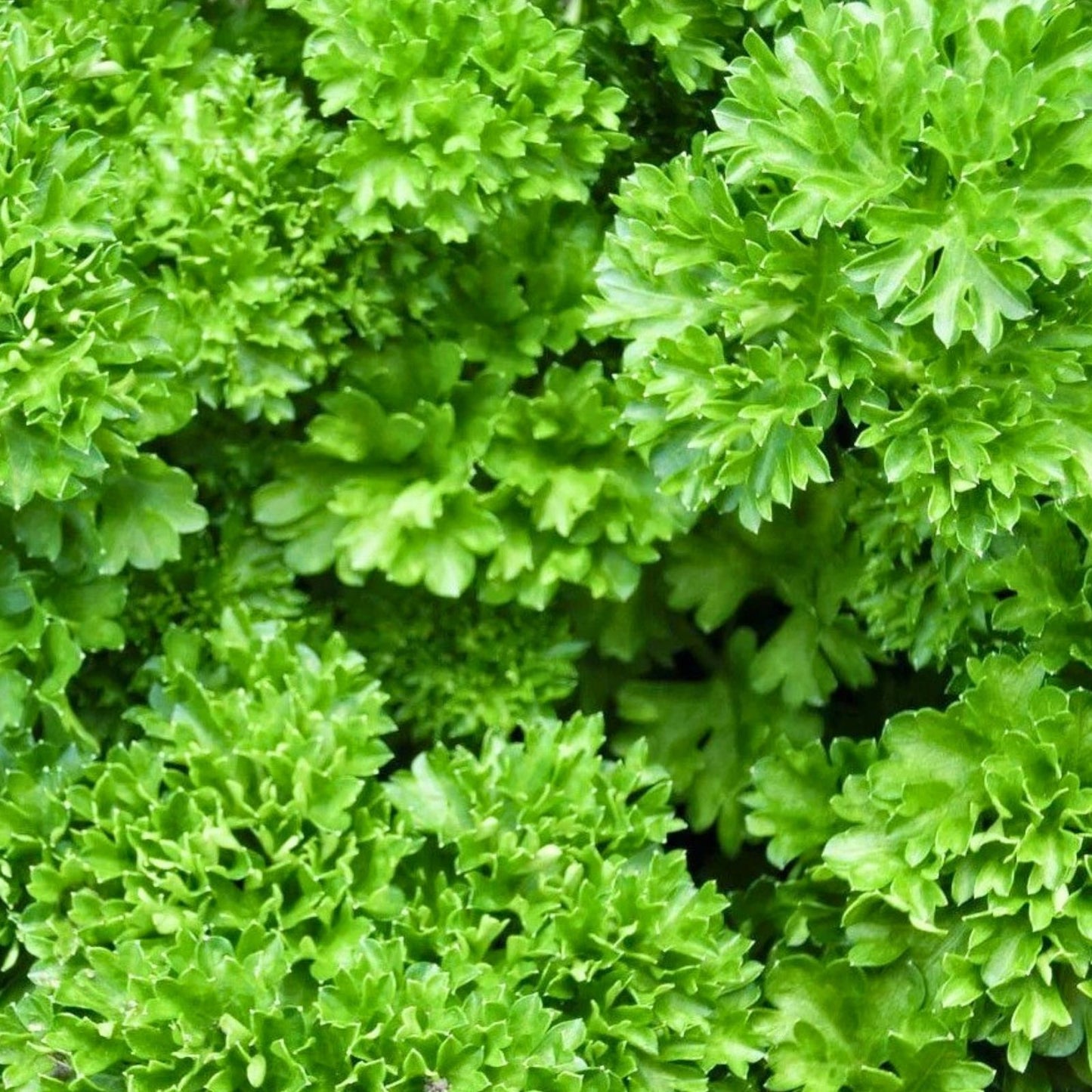 Heirloom Parsley Seeds - Triple Curled Non-GMO Culinary Herb - Petroselinum crispum - 25+ Seeds