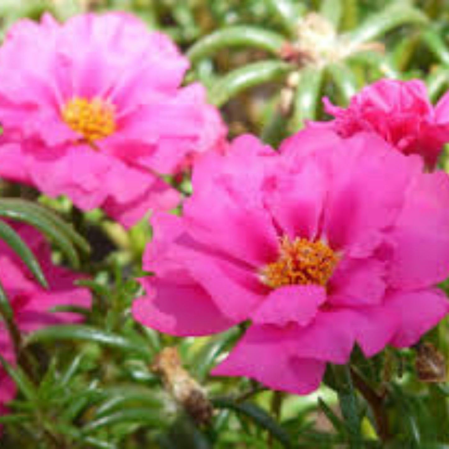 Moss Rose Cuttings 10 Unrooted Paper Pink Portulaca Grandiflora Succulent Plant Propagation