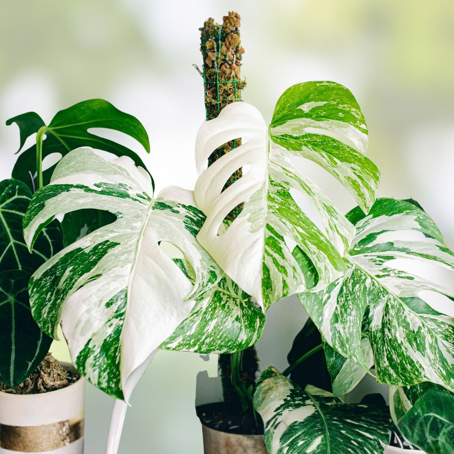 Rooted Variegated Monstera Albo Borsigiana Plant - Tropical Houseplant with White Variegation - Monstera deliciosa