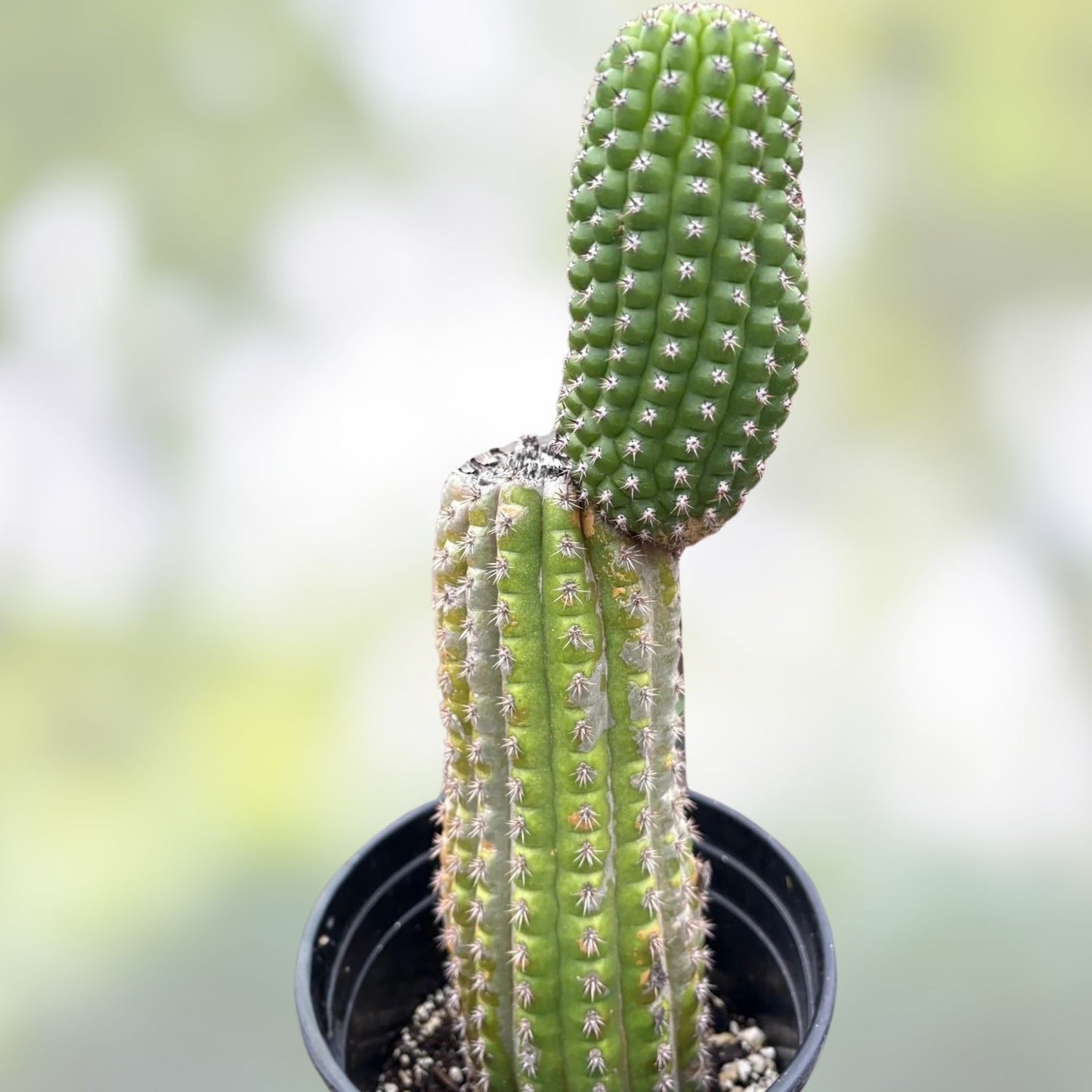 Cereus Brevispinulosus Corn Cactus Cutting 10.5" | Indoor Succulent Plant | Easy Care Cactus | Epiphytic Cactaceae