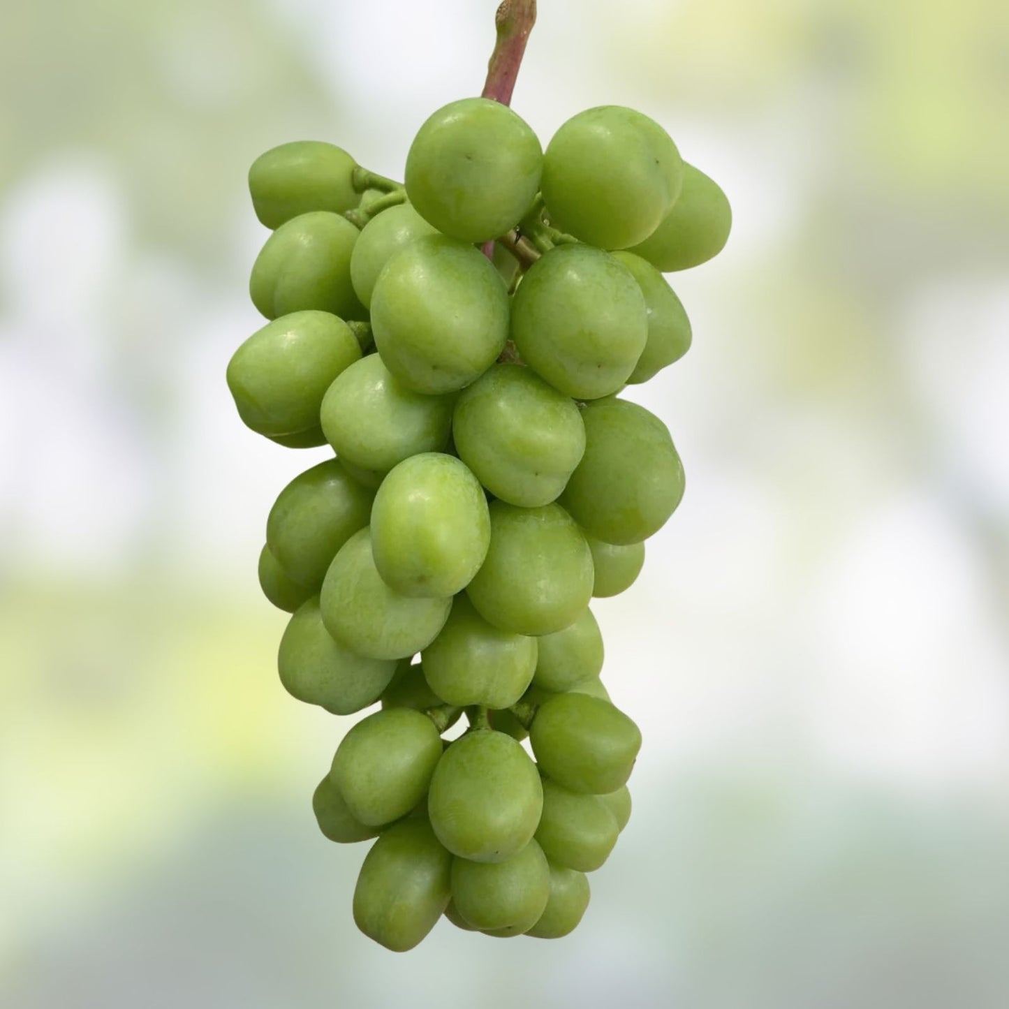 Golden Muscat Grape Cuttings - 4 Healthy Vitis vinifera Grafting or Rooting Cuttings with 2-3 Nodes