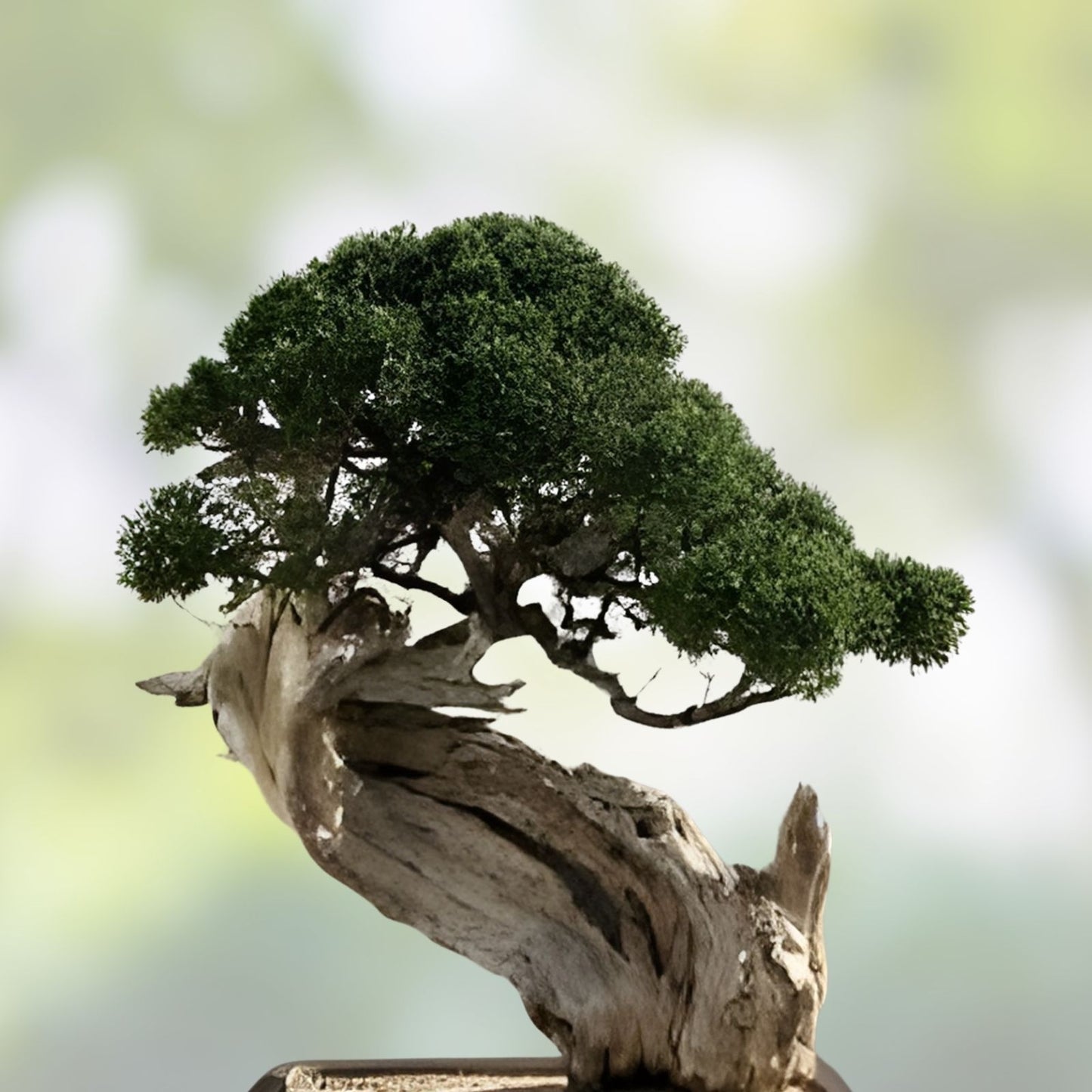 Bonsai Tree Kit - Grow 5 Varieties Ficus, Juniper, Pine, Maple, Elm - All-in-One Plant Growing Kit