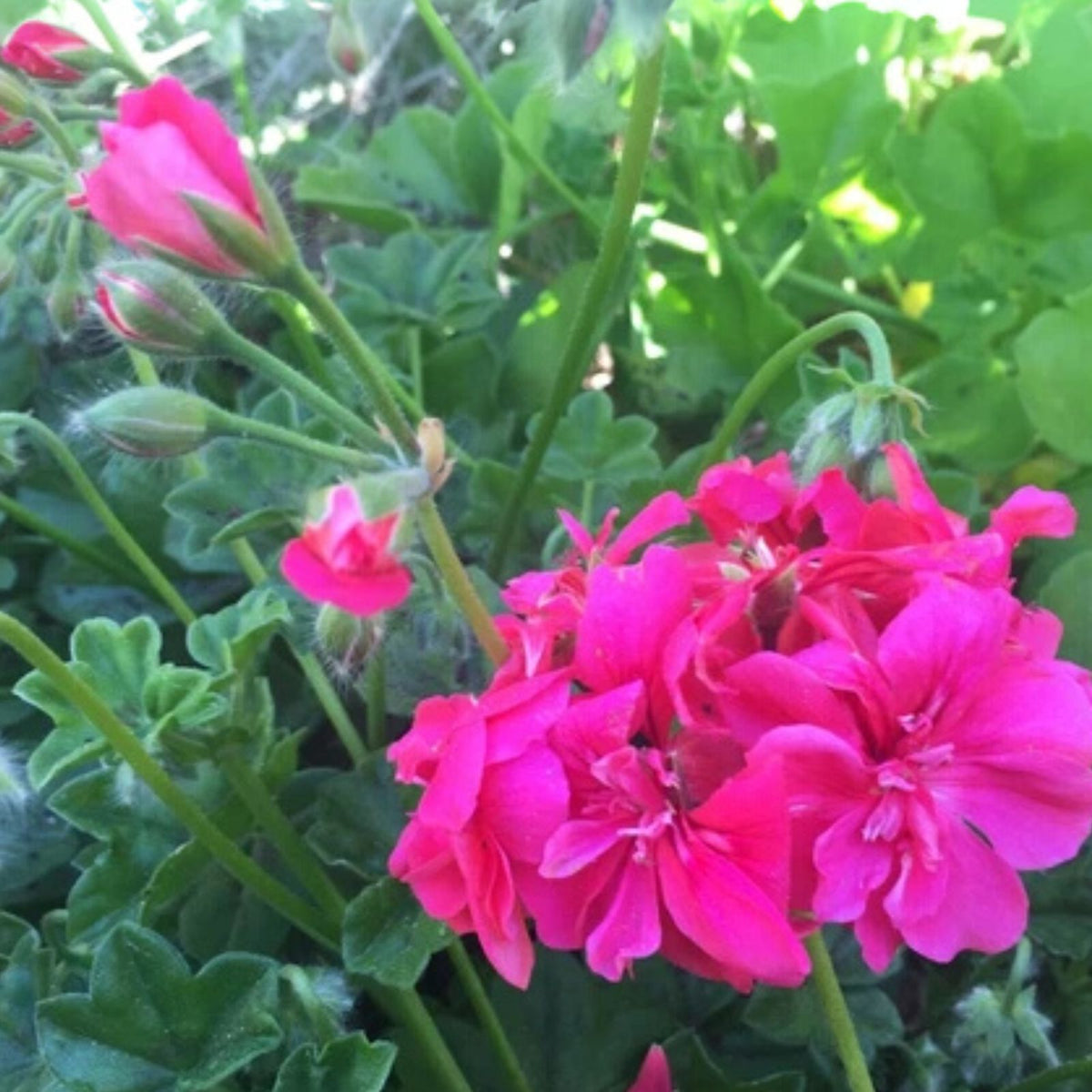 Bubblegum Pink Pelargonium Zonal Geranium Cuttings - Fresh Live Plant 4x8" - Ideal for Gardens and Containers