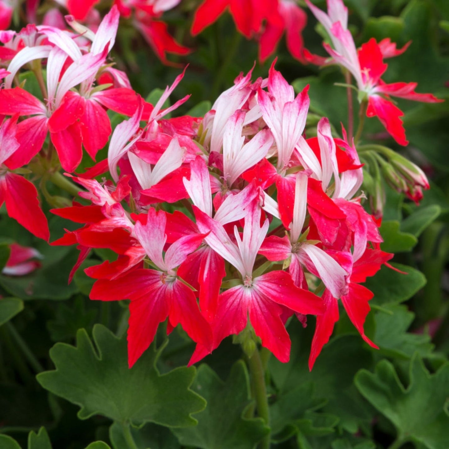 Rare Red & White Geranium Live Plant Cutting – Pelargonium Starter, 2" x 6" Pot, Garden Flower, Indoor & Outdoor Plant