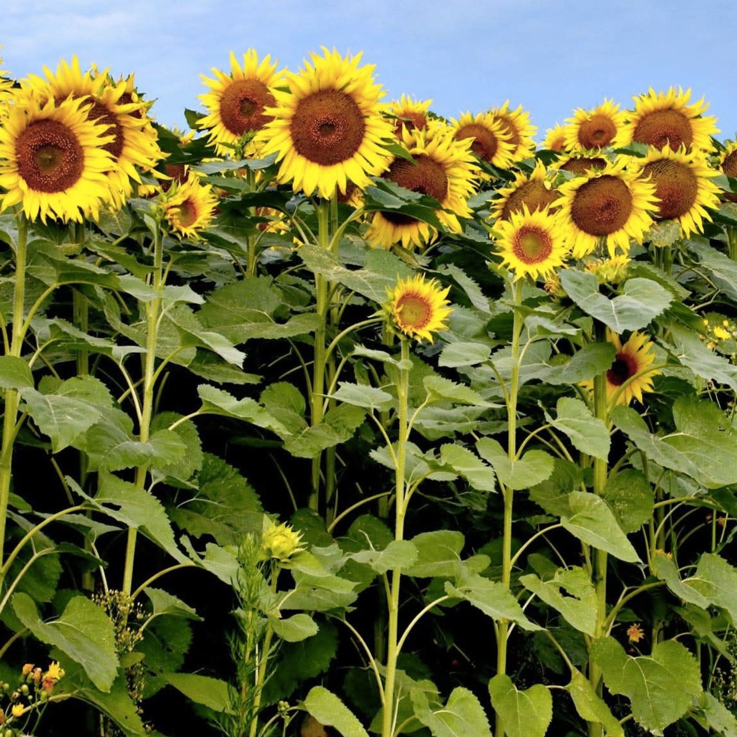 Black Oil Sunflower Seeds for Planting, 100 Count, Bird Attracting, Helianthus annuus
