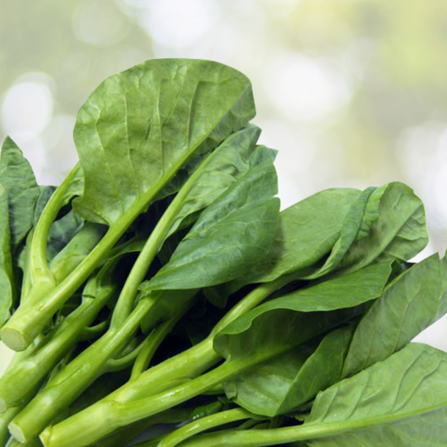 Green Malabar Spinach Seeds - 50+ Organic Seeds, Mong Toi Mu Er Cai, Ceylon Spinach, Basella rubra, USA