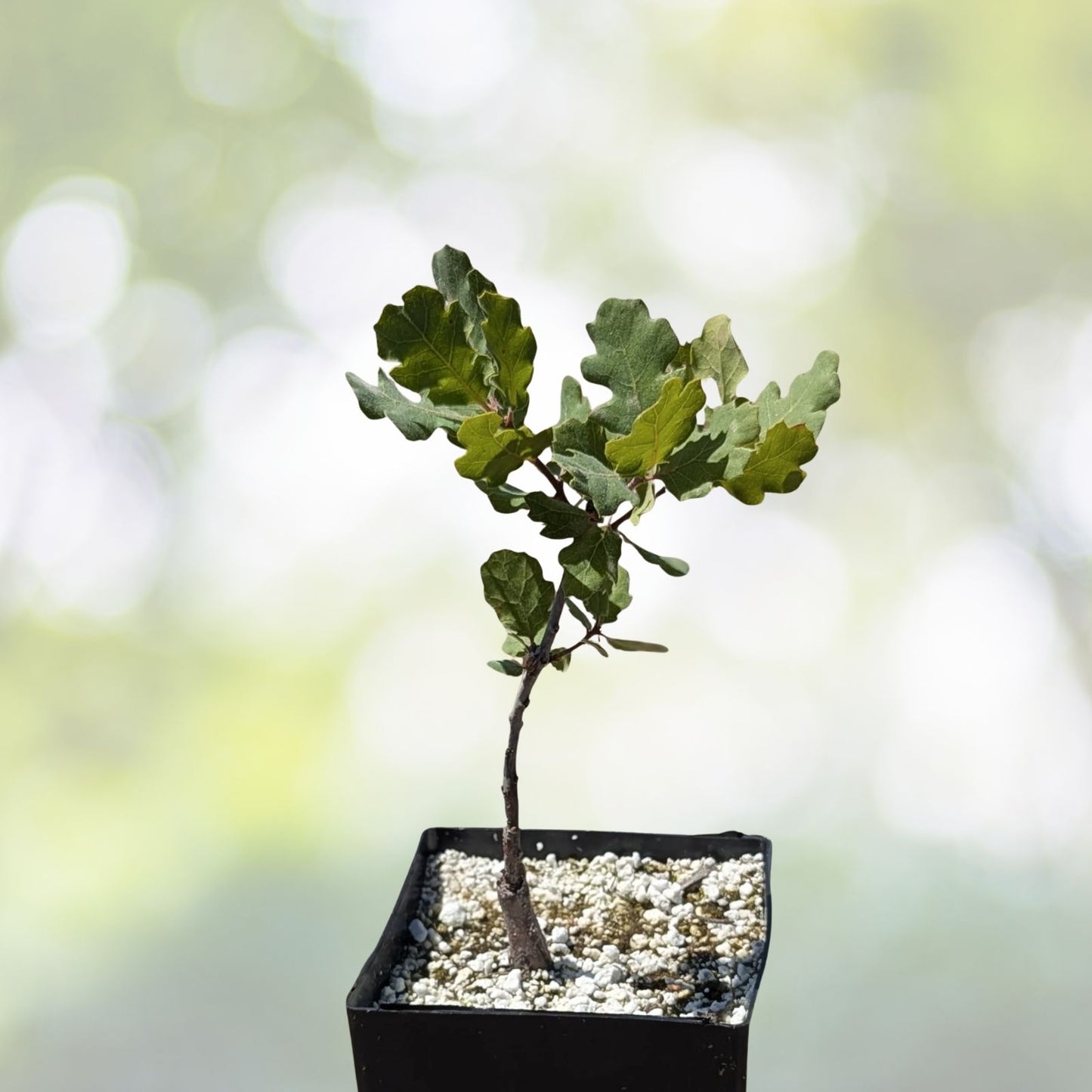Blue Oak Bonsai Seeds - 15 Count - Quercus macrocarpa - 2023 Harvest - Free Shipping