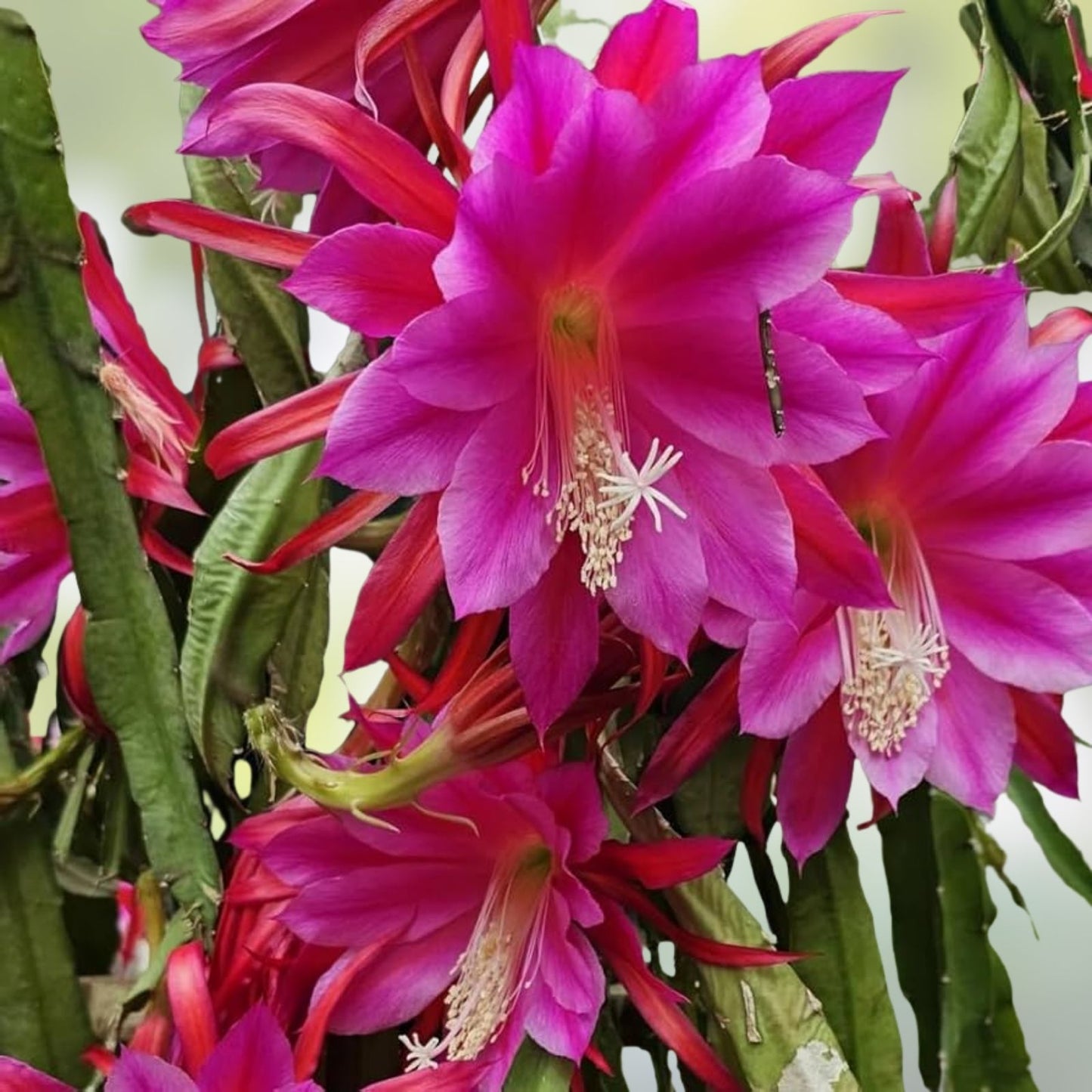 Epiphyllum Chanteuse Unrooted Cuttings 8-10 Inches Orchid Cactus for Propagation and Planting