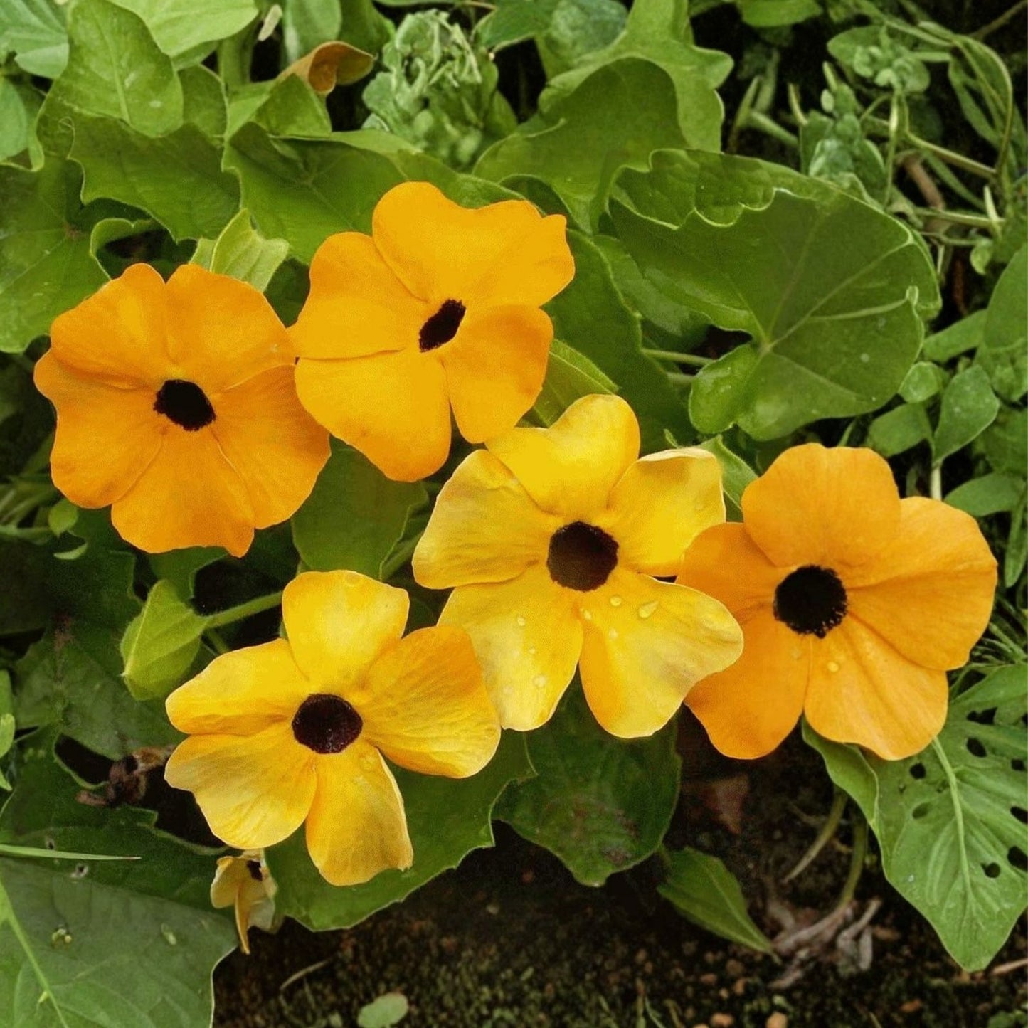 Black Eyed Susan Vine Seeds – 100+ Seeds for Planting – Exotic Garden Flowers – Thunbergia alata