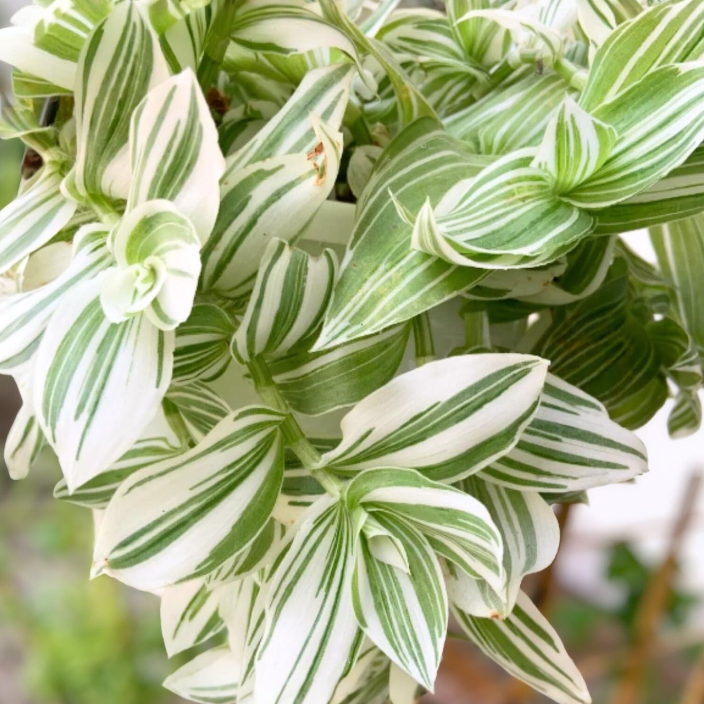 Tradescantia Albiflora Cuttings - 7 Pieces Wandering Jew Houseplant - Easy Care Indoor Plant - Green and White Variegation