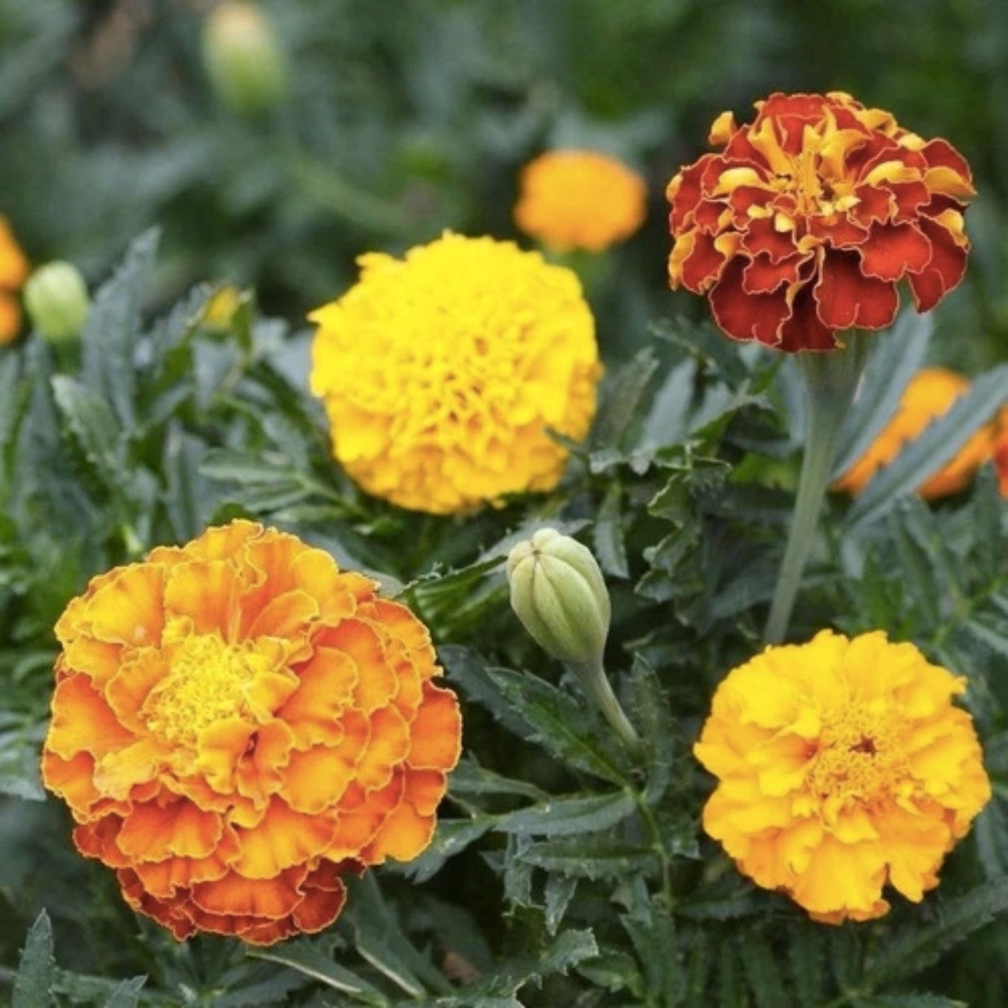 Petite French Marigold Seeds Mix - 200+ Seeds - Dwarf Flowers for Garden Pest Deterrent - Tagetes patula