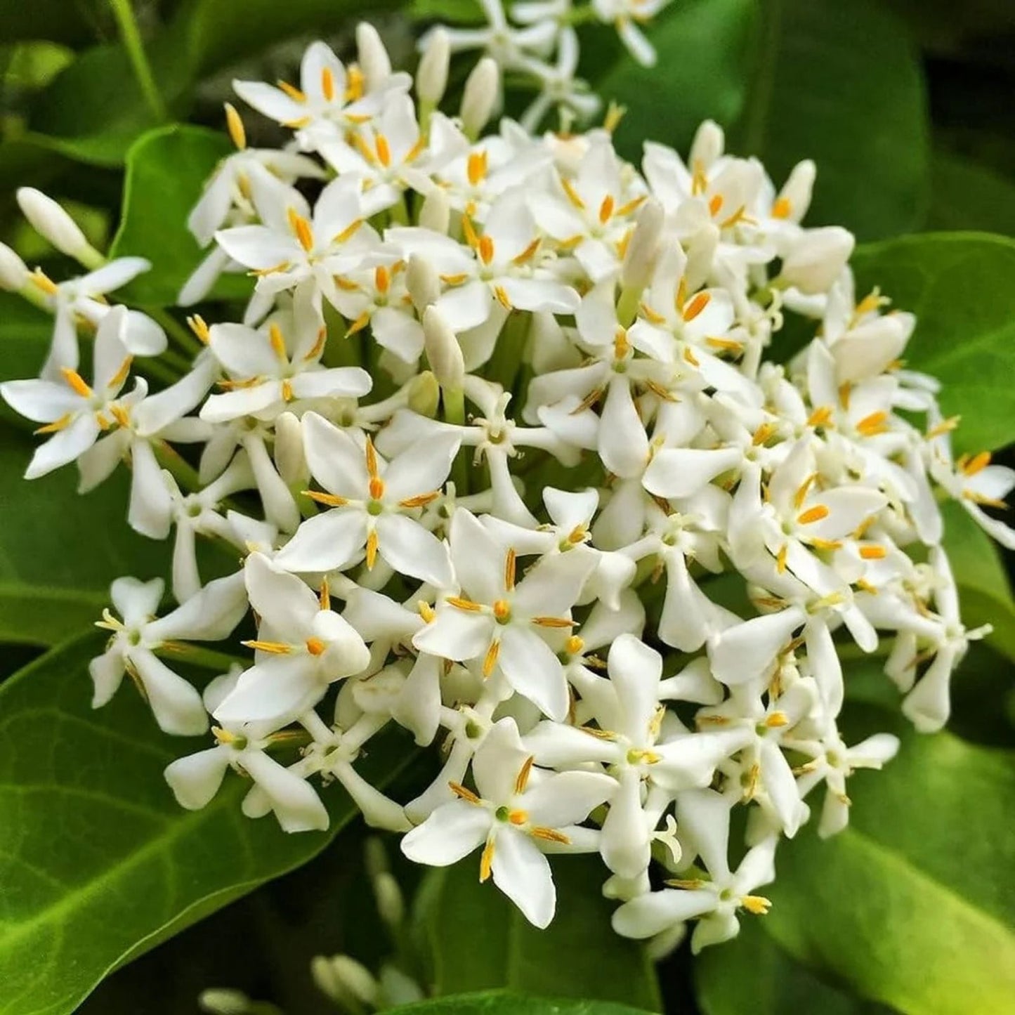 Thai Snow Ixora Starter Plant - Variegated White Flowers - Rooted Ixora chinensis - Tropical Evergreen Shrub