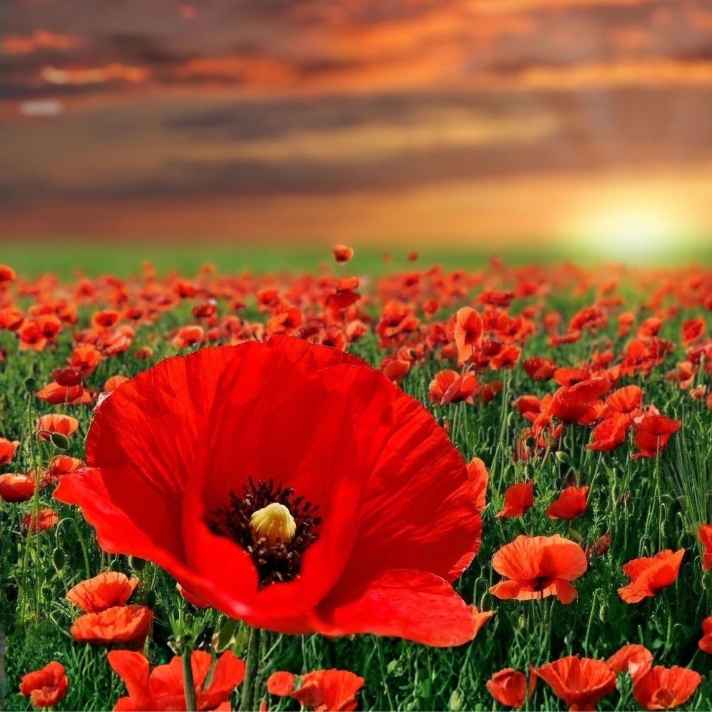 Red Poppy Seeds 100+ Count - Stunning Red Flower - Papaver rhoeas - Garden Annual Flower Seeds