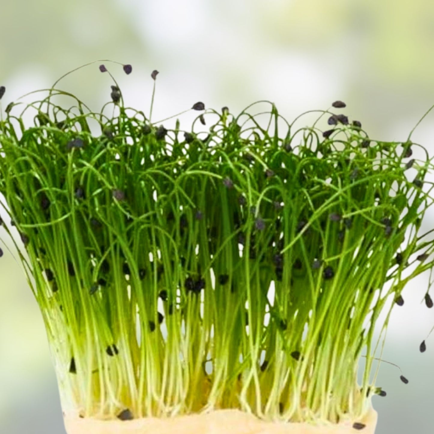 Red Kale Microgreen Seeds 8oz – Nutrient-Dense Brassica oleracea var. sabellica Sprouting Seeds for Healthy Growth