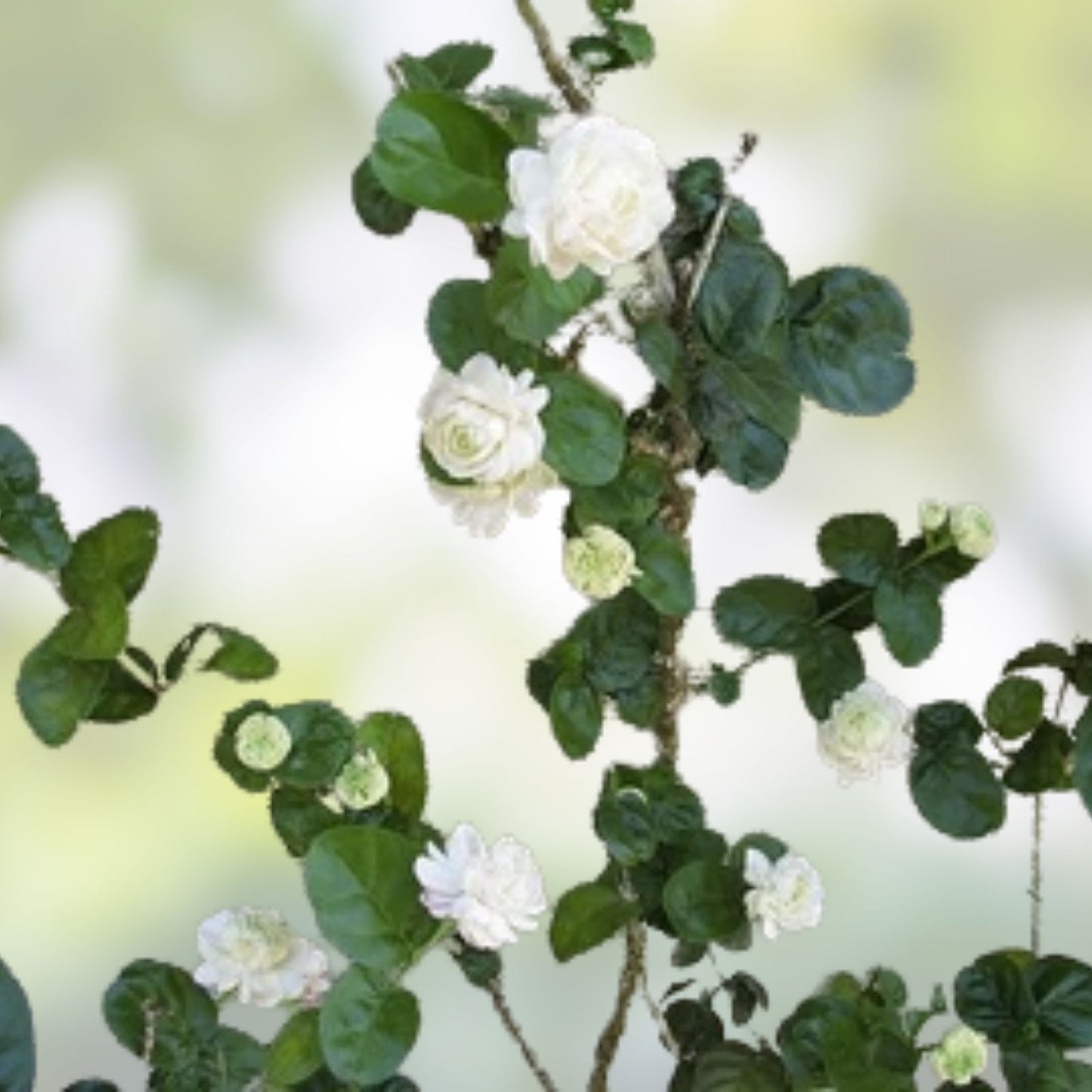 Grand Duke of Tuscany Jasmine Cuttings - Fresh Live Unrooted 5 Pack - Jasminum sambac - Fragrant White Flowers