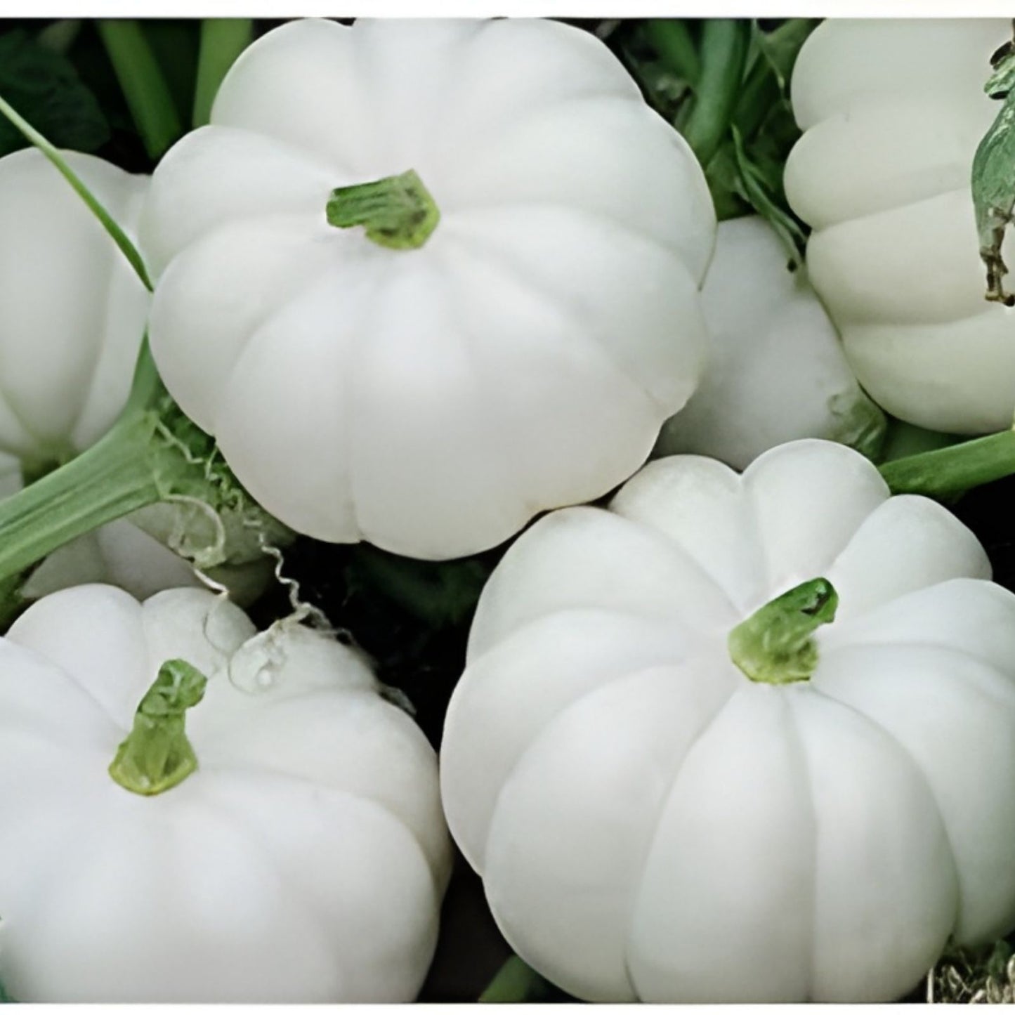 Small White Pumpkin Seeds 20 Count Casperita Variety Non-GMO for Planting and Decor