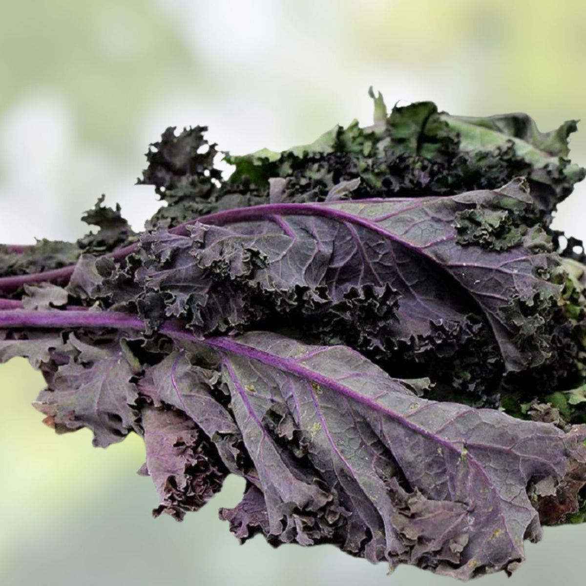 Red Kale Microgreen Seeds 16oz, Brassica oleracea Var. sabellica, Nutrient-Dense Sprouting Seeds for Healthy Eating