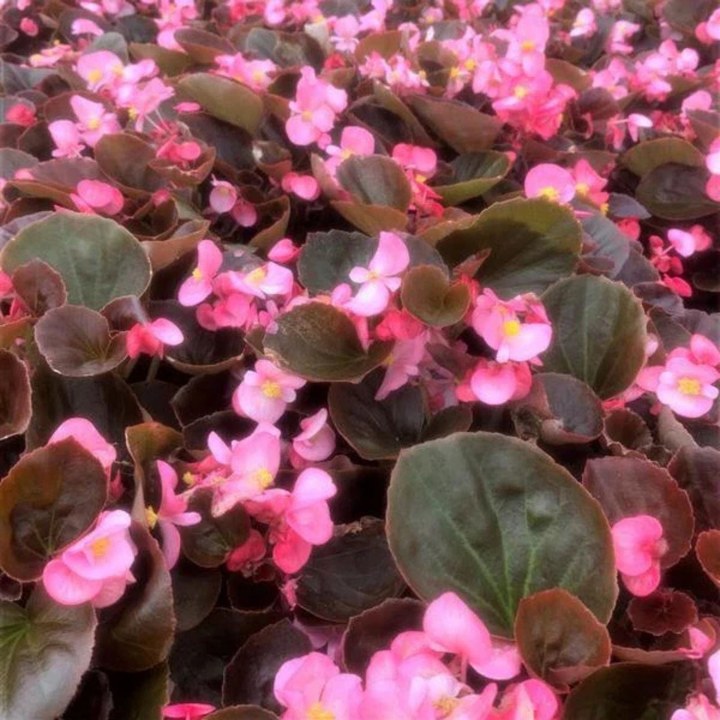 Begonia Seeds 100 Count - Cocktail Brandy Variety - Flowering Tuberous Begonia x tuberhybrida for Garden Patio Planting