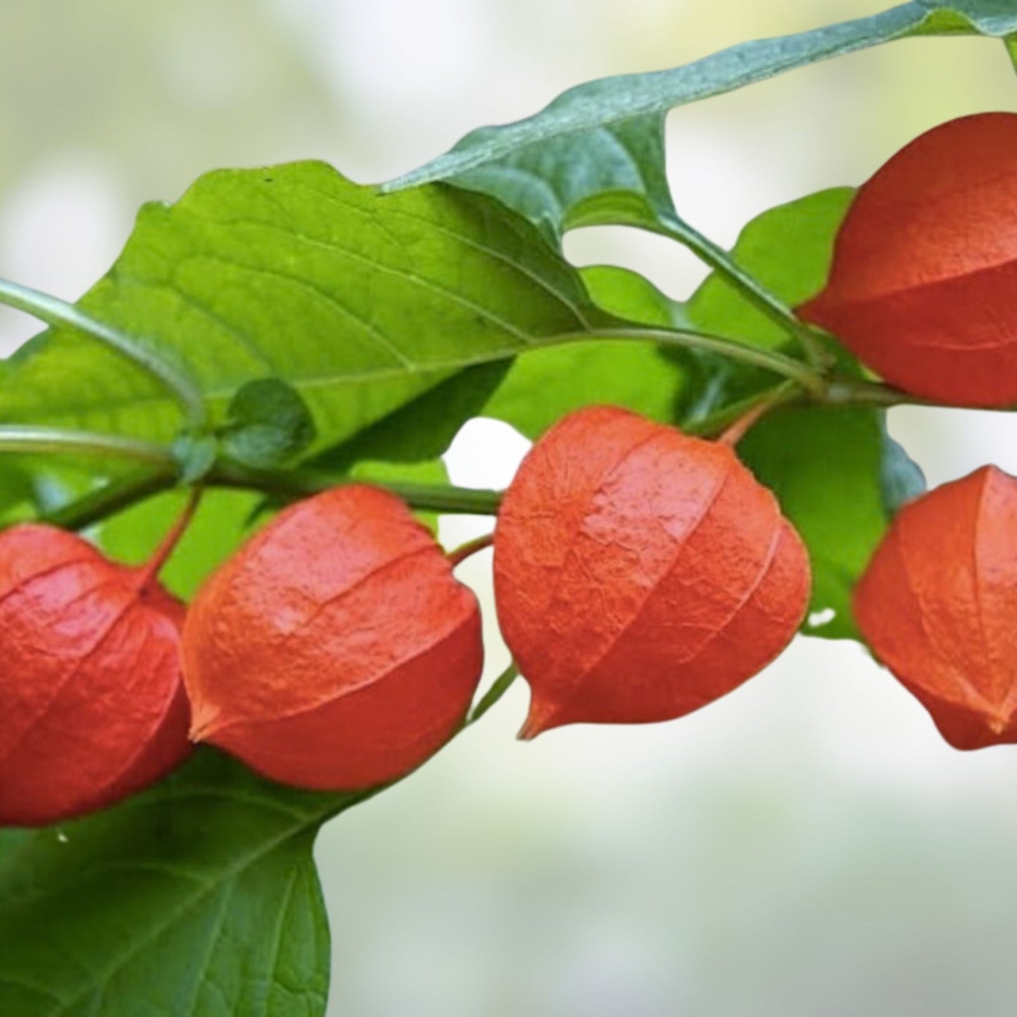 Purple Chinese Lantern Seeds 100 Pack – Physalis alkekengi – Vibrant Lantern-Like Blooms for Gardening