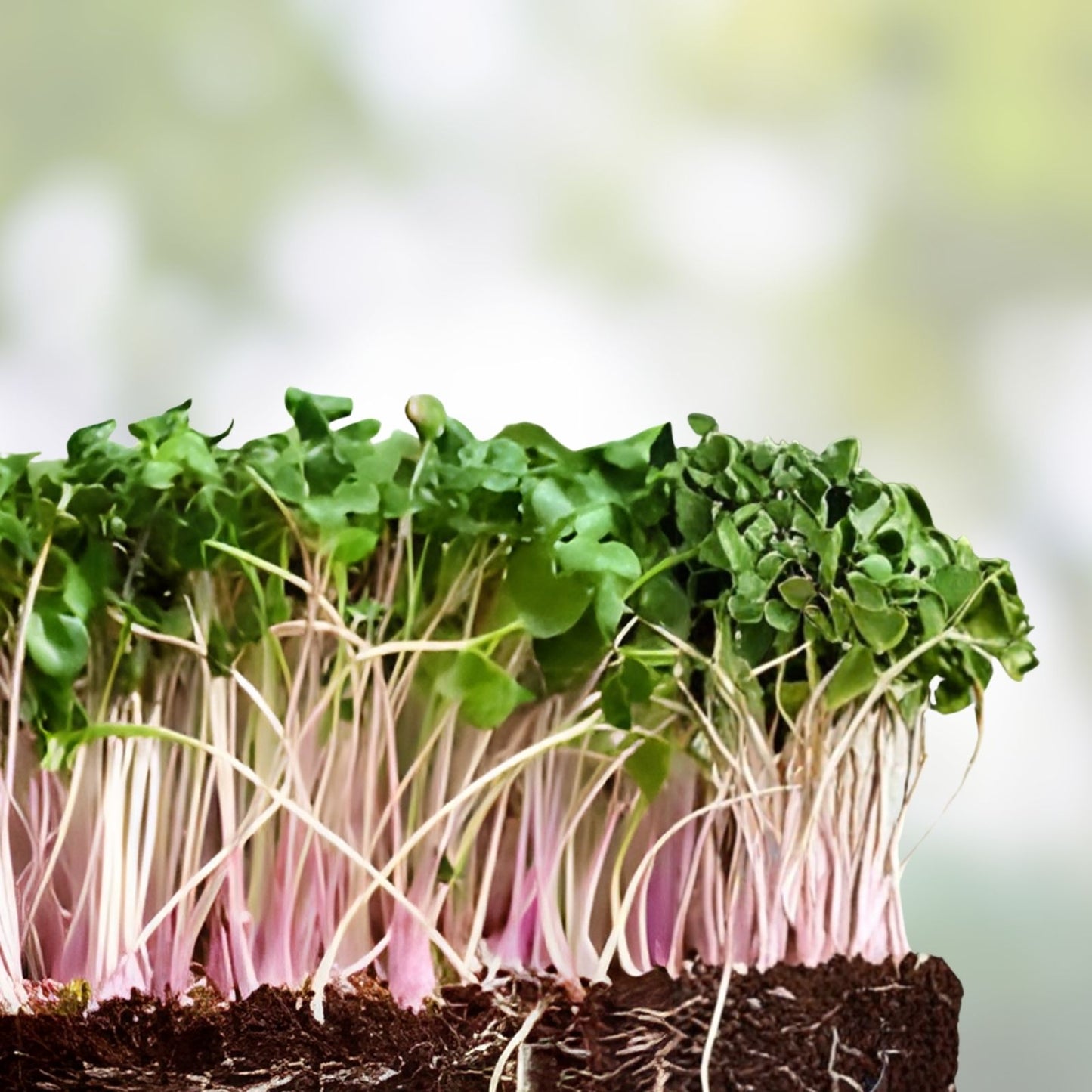 Red Kale Microgreen Seeds 12 oz – Nutrient-Dense Superfood for Home Gardening – Brassica oleracea