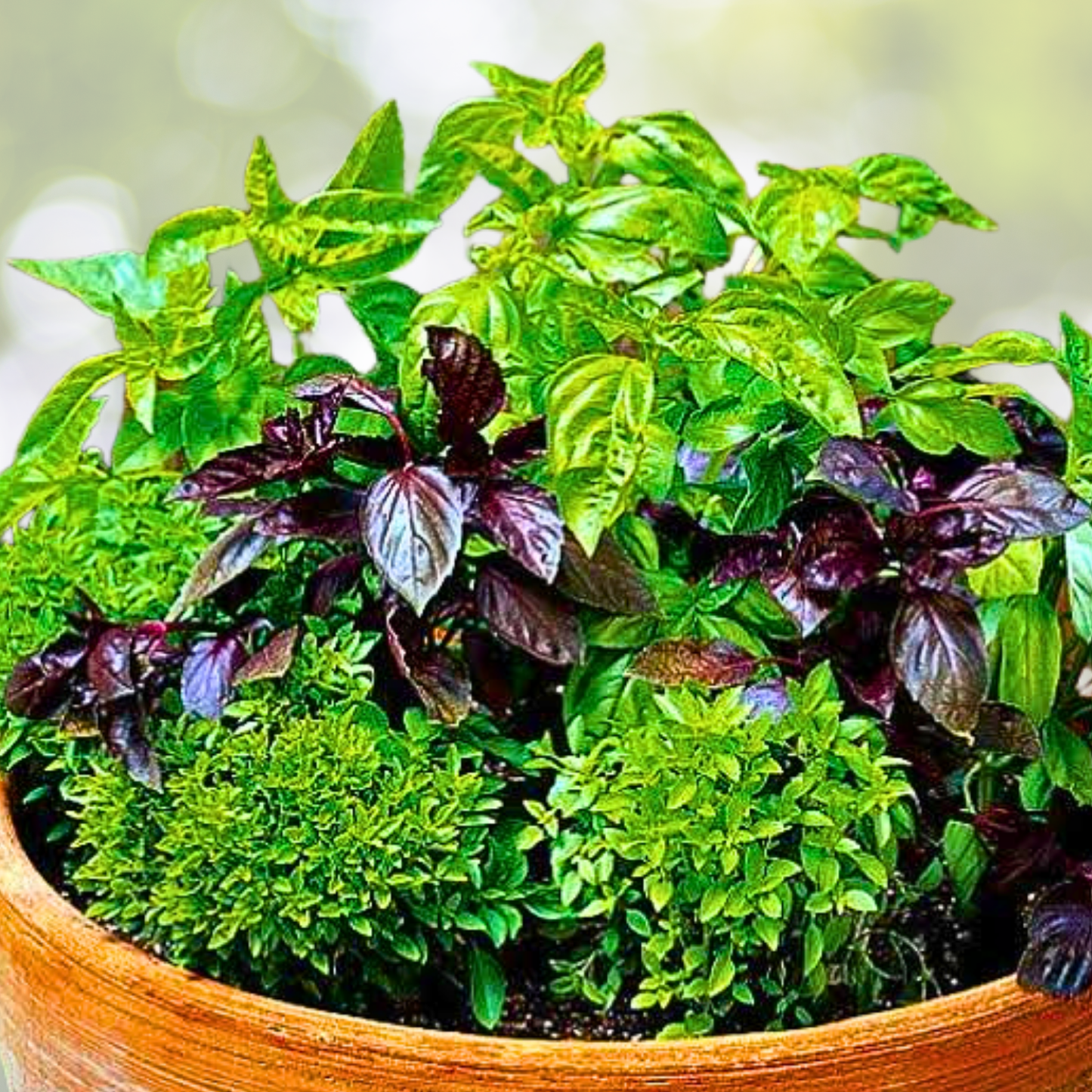 Basil Culinary Blend Mixed Seeds - Non-GMO Kitchen Garden Herbs for Cooking - 200 Seeds - Perfect for Home Gardening