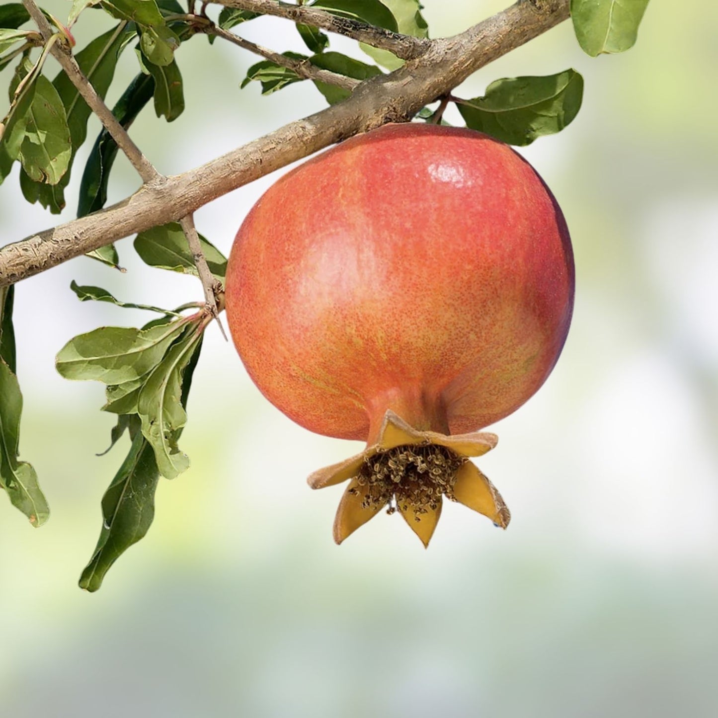 Pomegranate Cuttings Lot of 20 Large Sweet Variety - Punica granatum Fruit Tree Propagation Plants