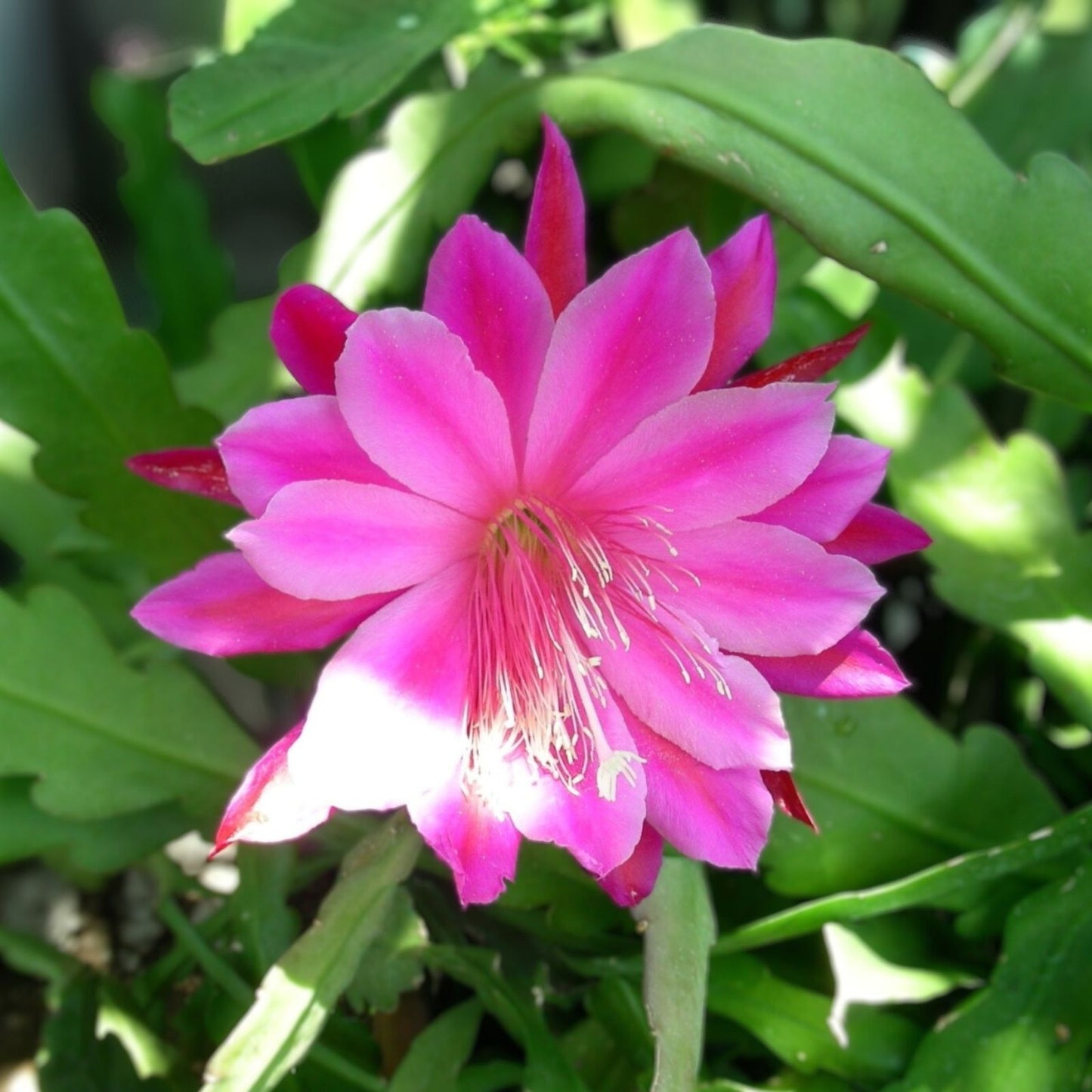 Epiphyllum Cutting Cuzco Orchid Cactus Don's Single Epiphyllum oxypetalum Succulent Plant