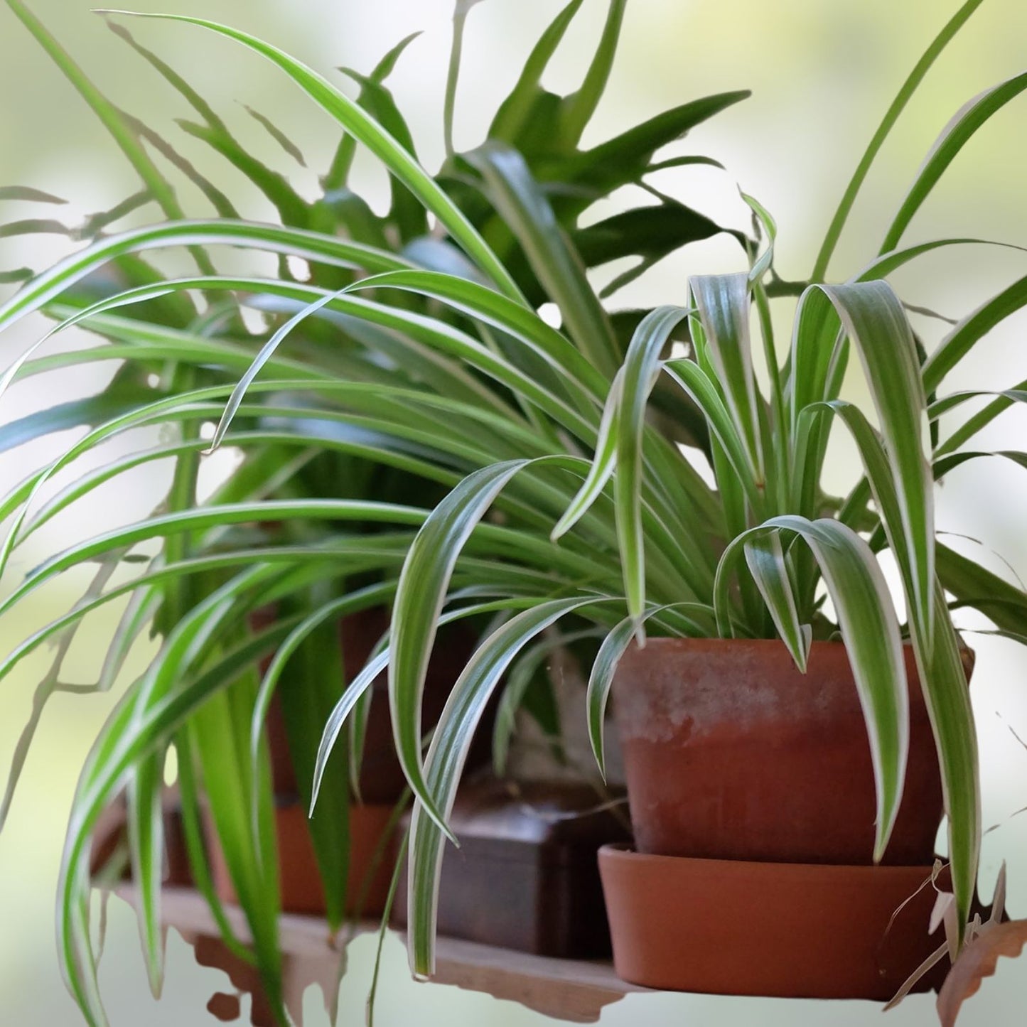Spider Plant Babies - 4 Rooted Chlorophytum comosum Indoor Houseplants - Easy Care Green Foliage Plant