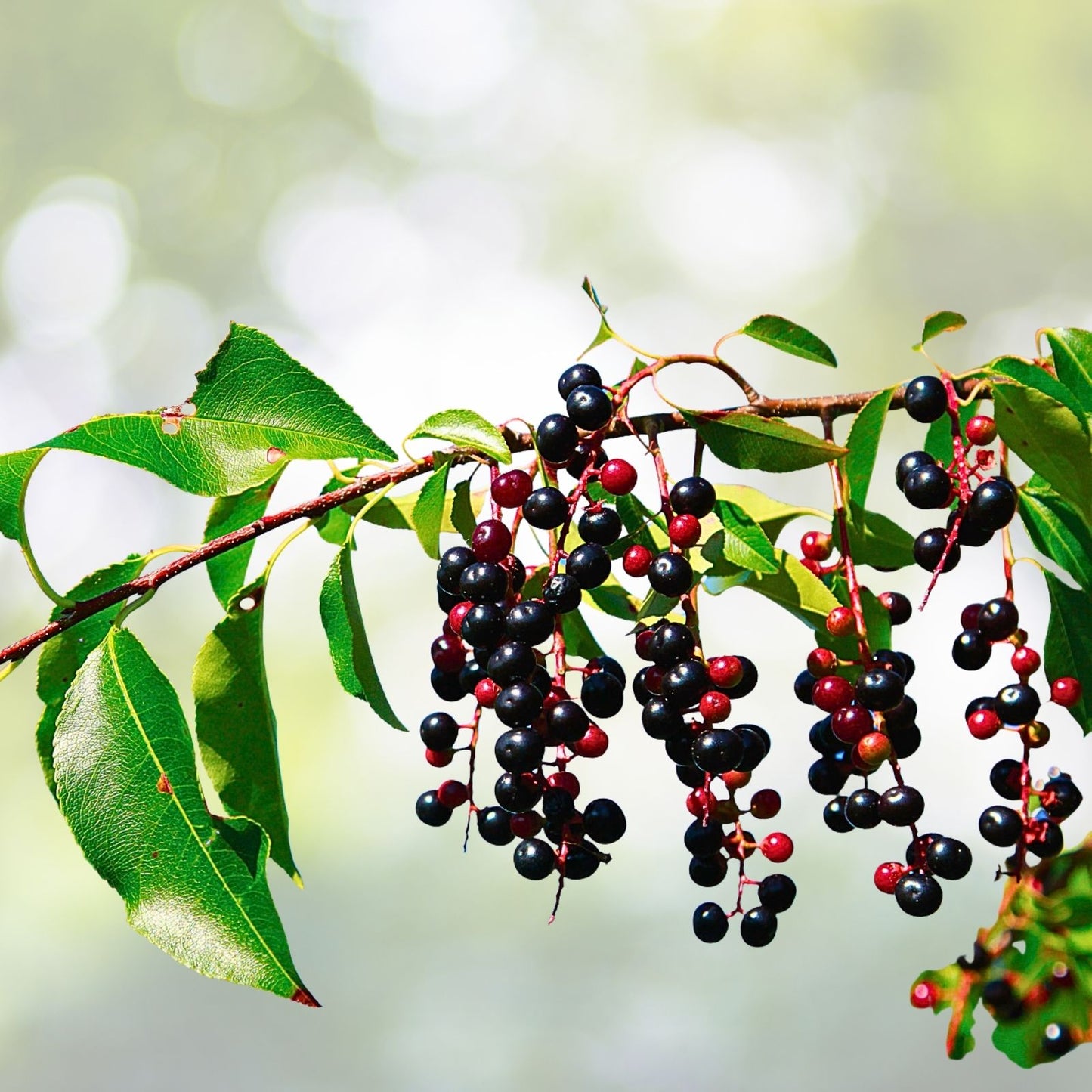 Wild Black Cherry Tree Seedlings 1ft - Prunus Serotina - Edible Fruit - 2 Live Plants - Native Fruit Trees for Gardens