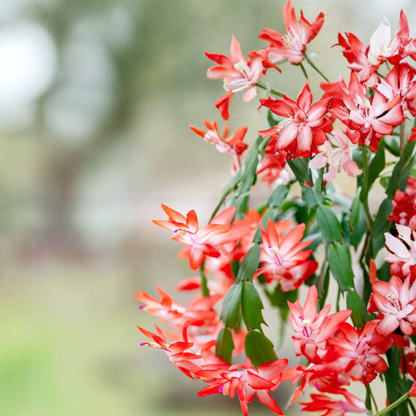 Orange-Christmas-Cactus-Live-Plant-in-3-Inch-Pot-Holiday-Cactus-Schlumbergera