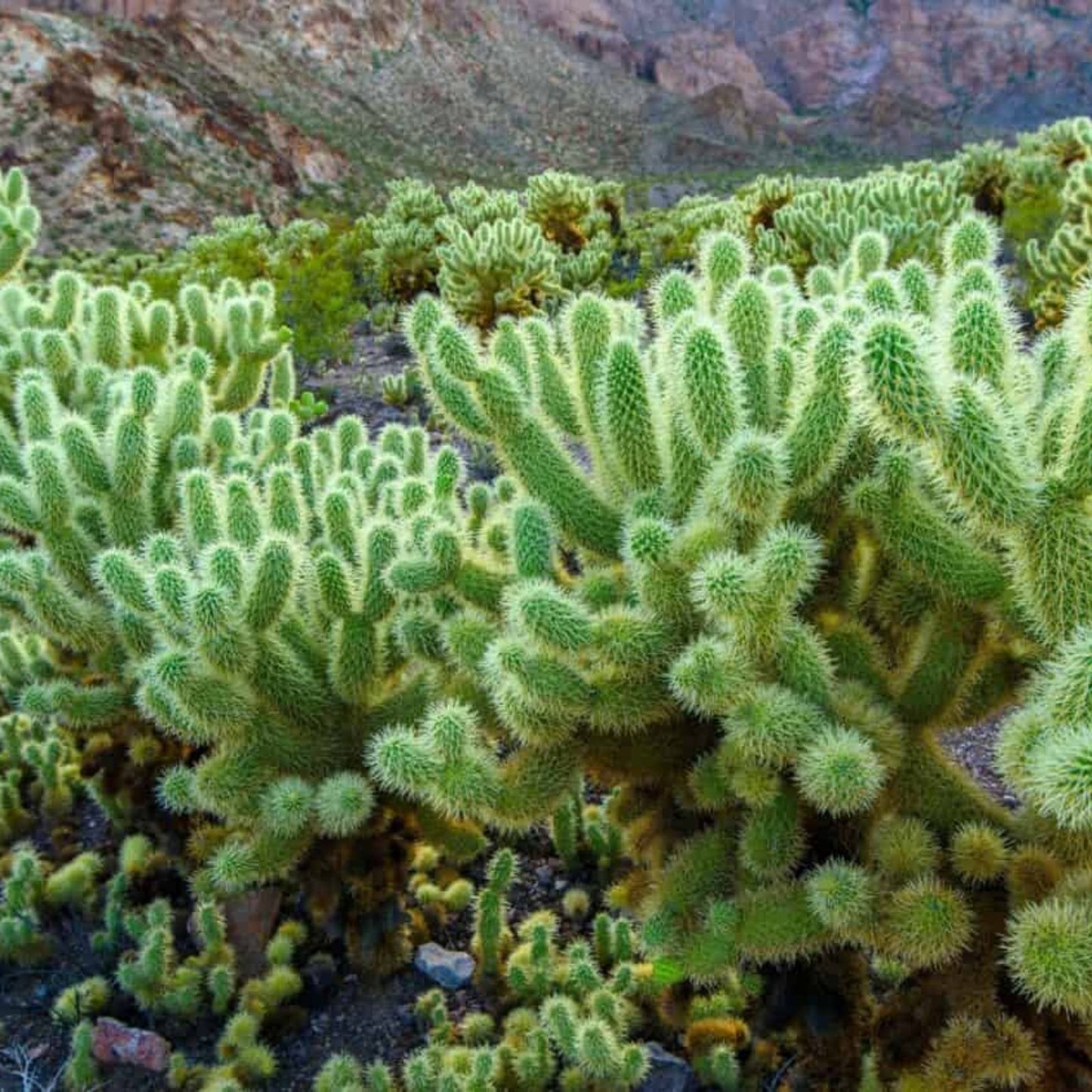Live Teddybear Cholla Cuttings - Cylindropuntia Bigelovii - Succulent Cactus for Indoor and Outdoor Gardening
