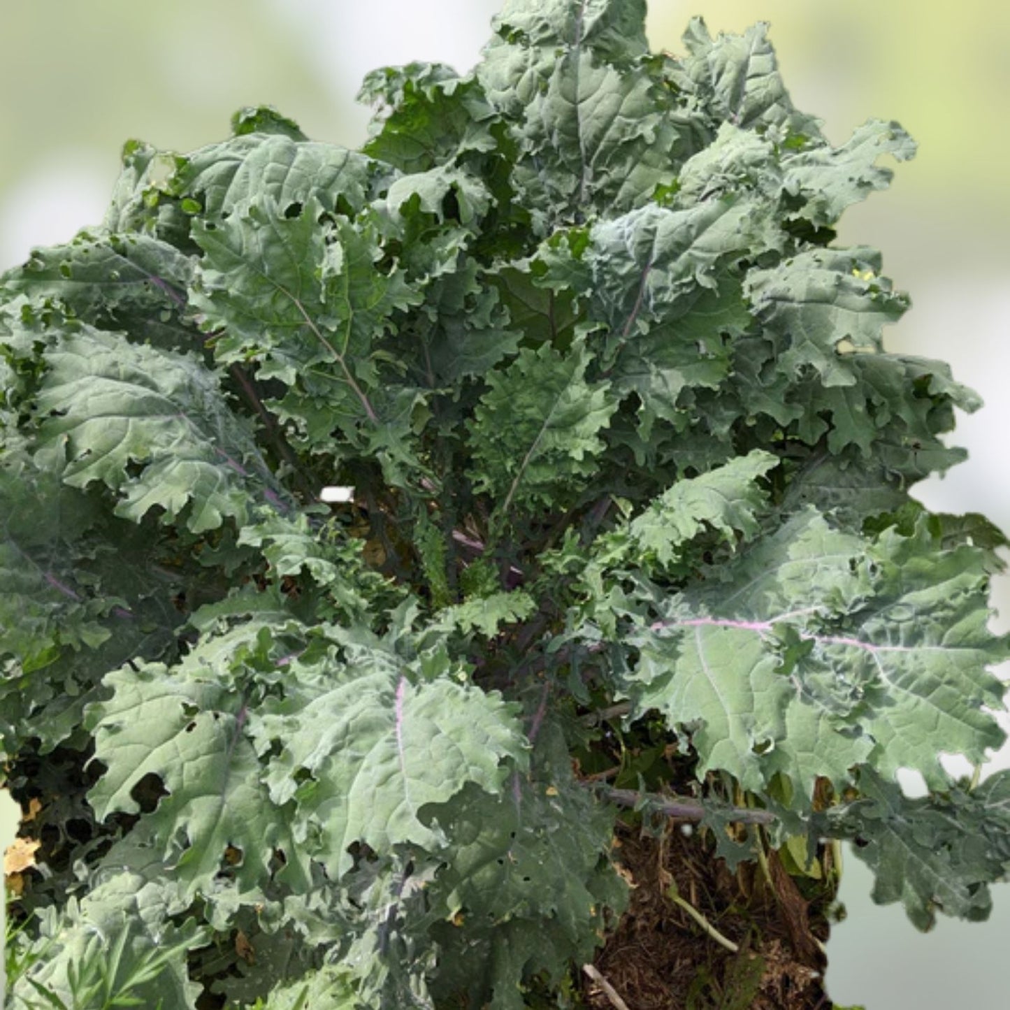Organic Fresh Red Kale Plant - Red Varietal Brassica oleracea var. sabellica - Edible Leafy Greens, Heirloom, Non-GMO