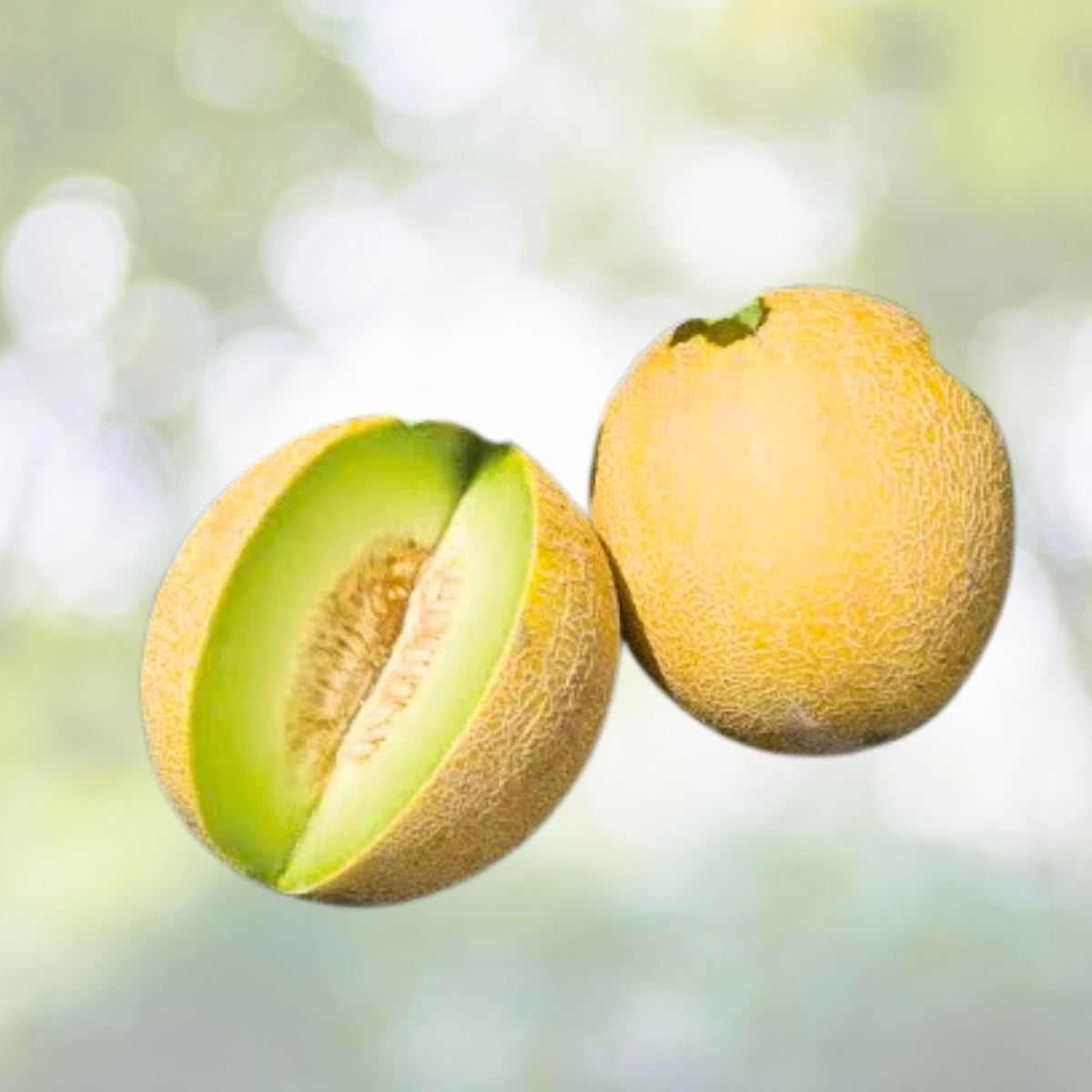 Amarillo Oro Melon Seeds | NON-GMO Heirloom | Fresh Garden Seeds | Cucumis melo