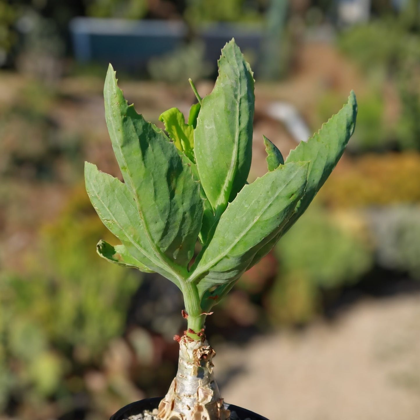 Cyphostemma juttae Cactus Plant | Live Succulent | Unique Desert Drought-Tolerant Houseplant
