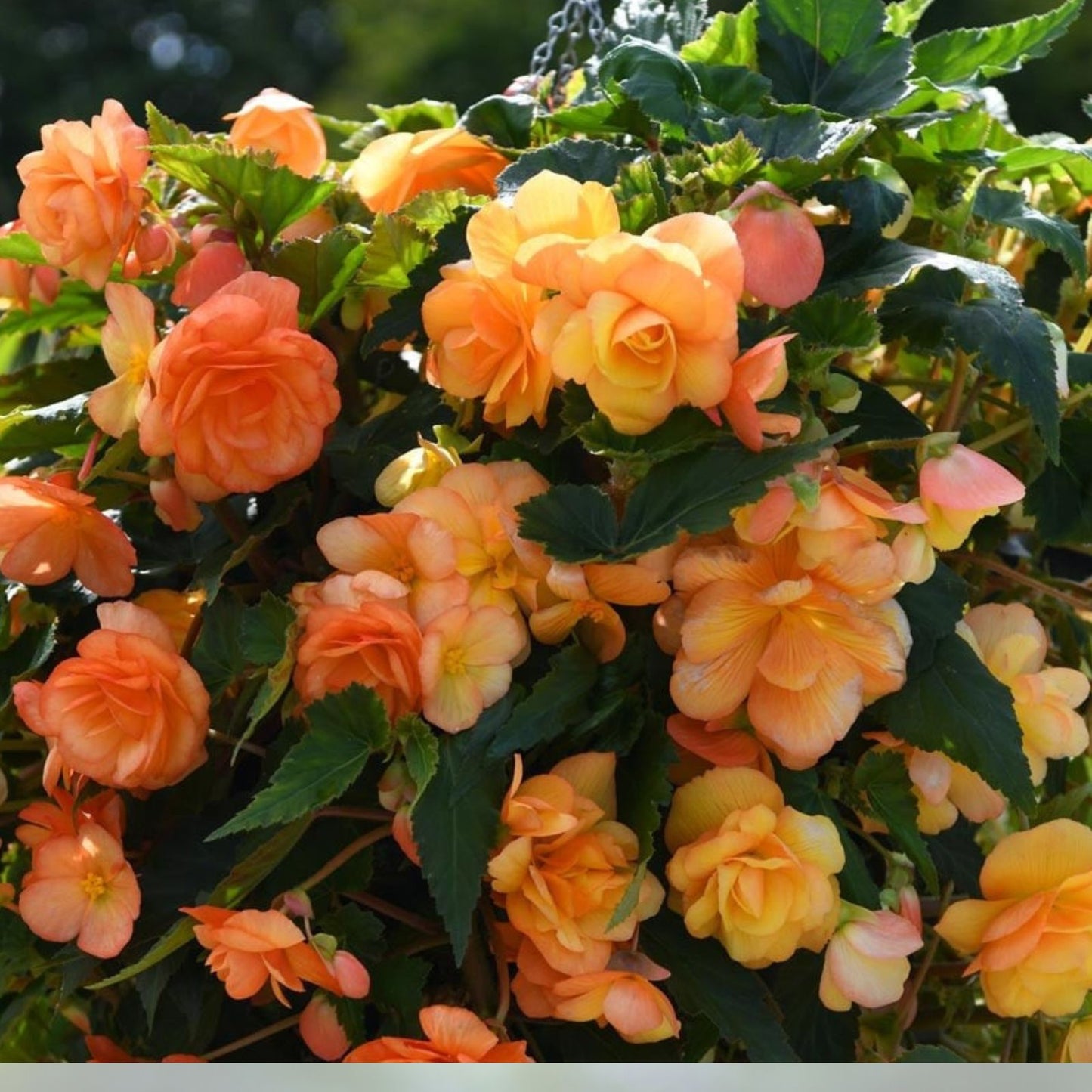 Nonstop Apricot Begonia Seeds 1000 Count – Flowering Begonia x tuberhybrida for Garden and Pots