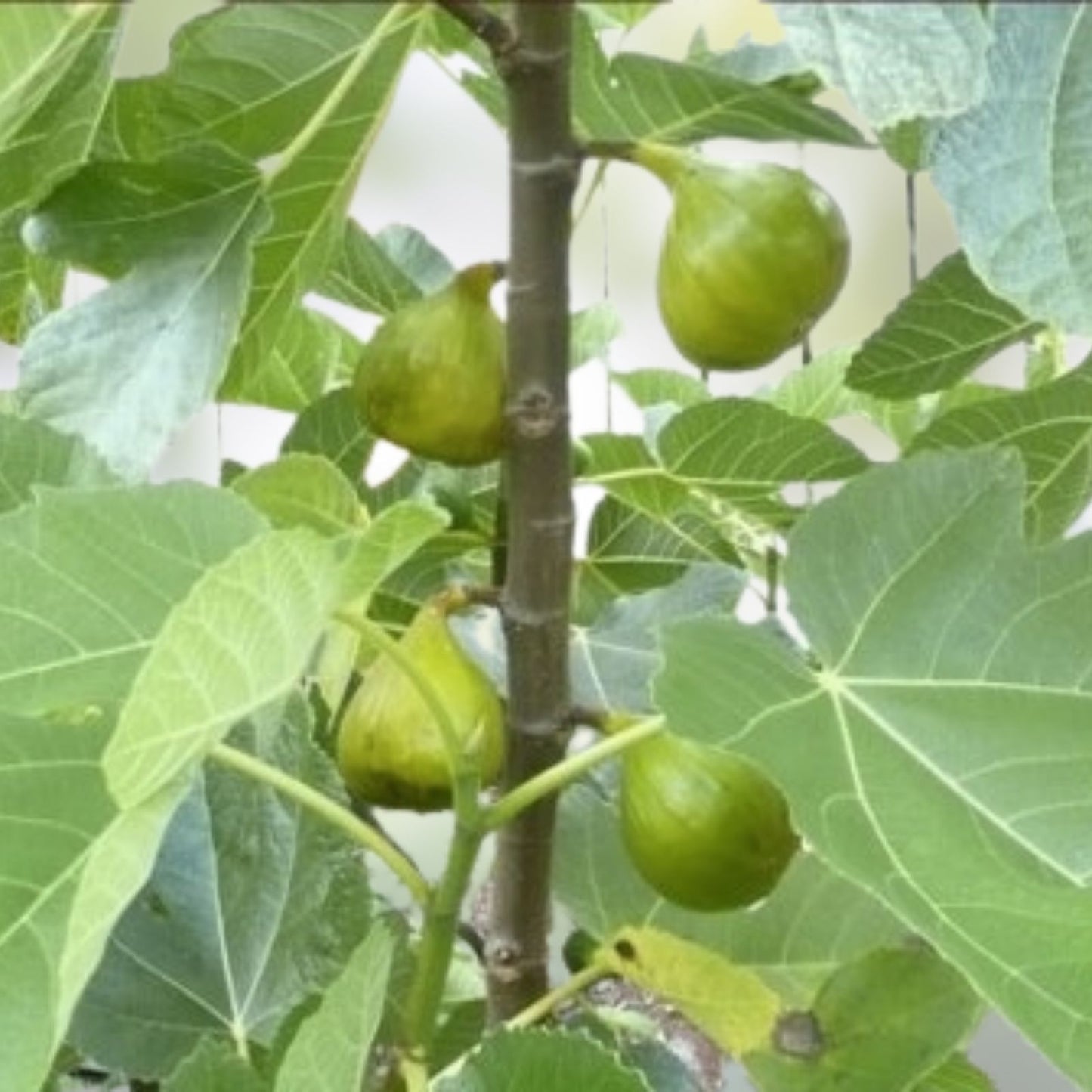 White Marseille Fig Cuttings - 2 Premium Ficus carica Rooting Cuttings with Willow Water for Propagation